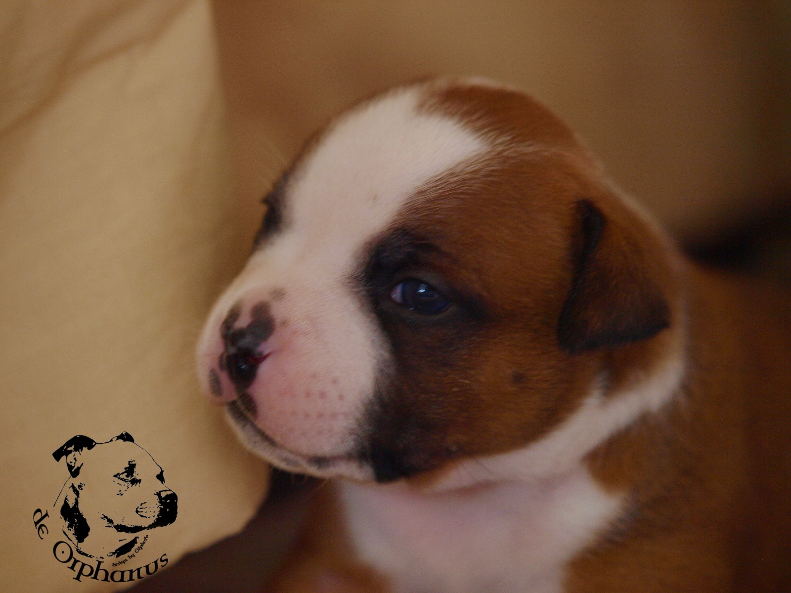 Staffordshire bull terrier vrh I