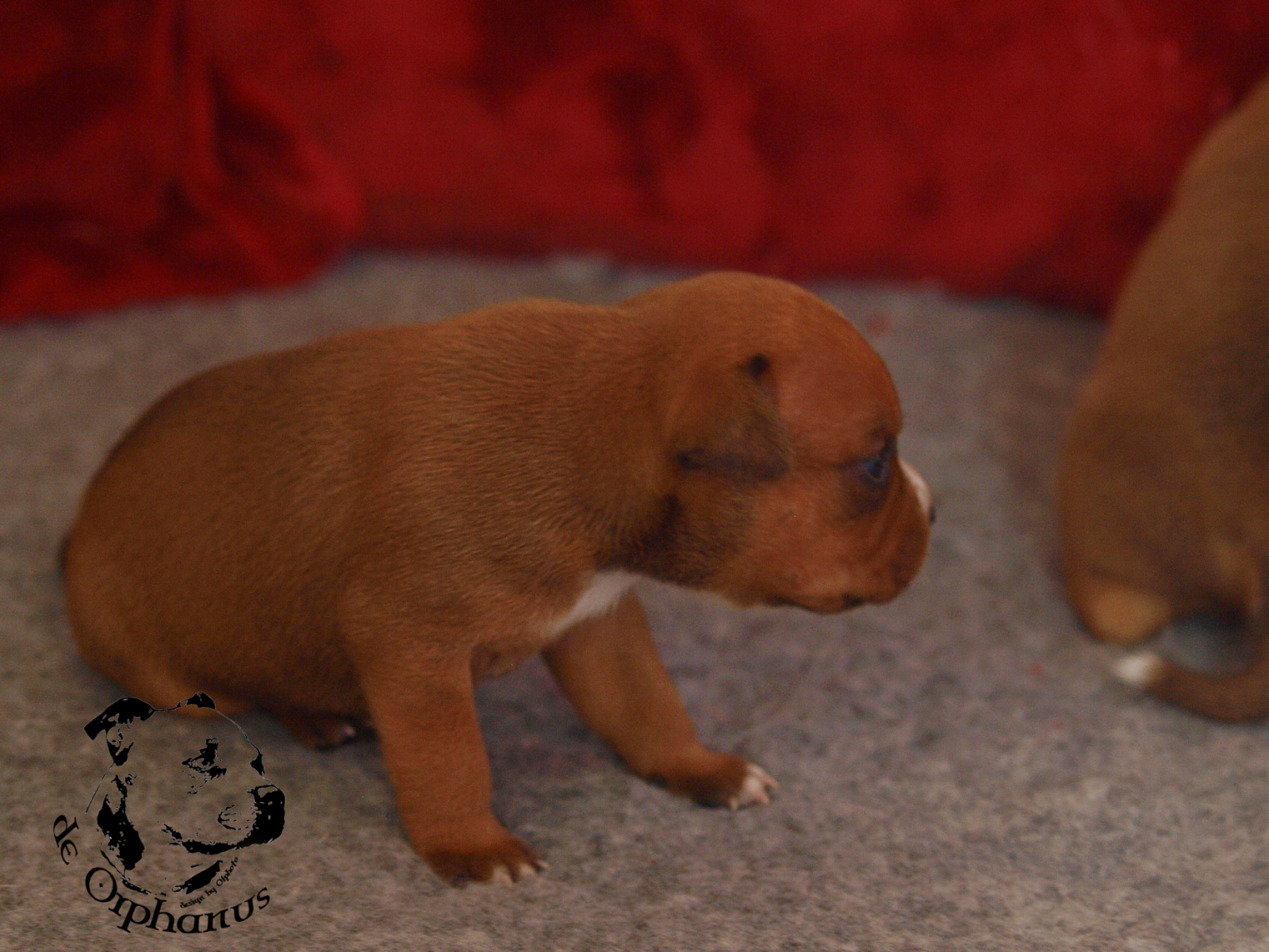 Staffordshire bull terrier vrh I