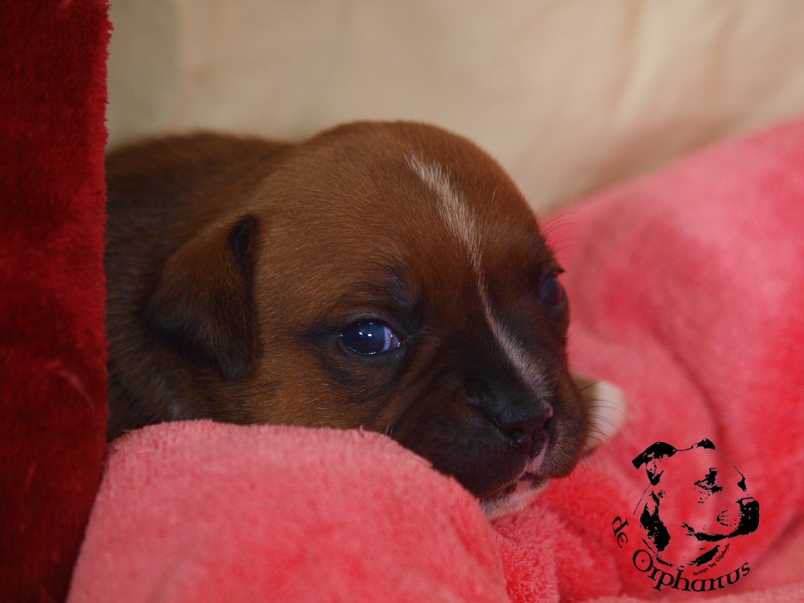 Staffordshire bull terrier vrh I