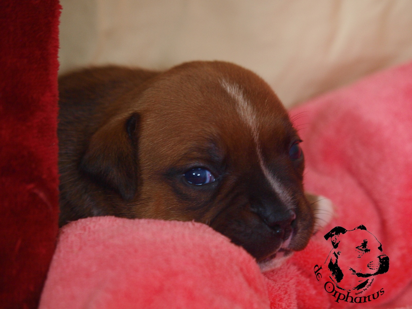 Staffordshire bull terrier vrh I