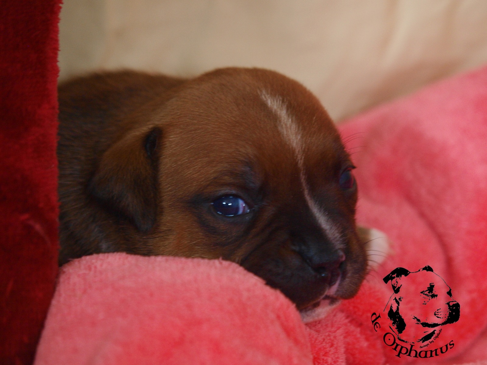 Staffordshire bull terrier vrh I