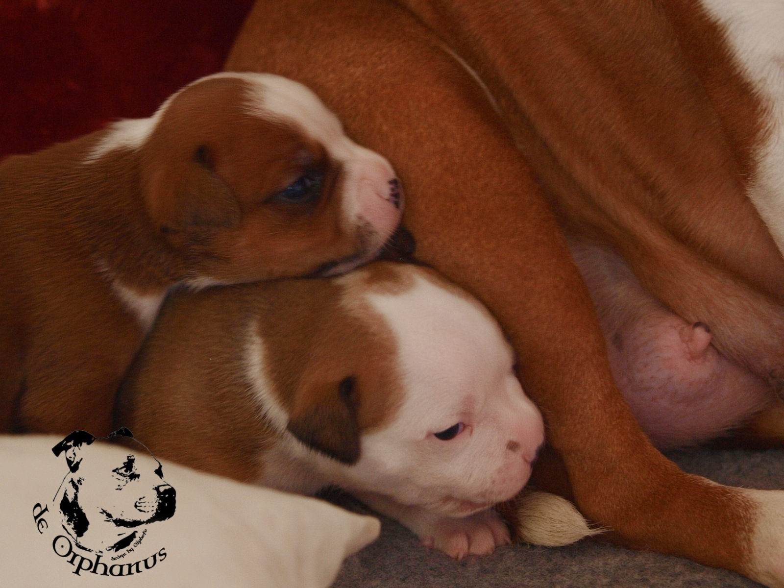 Staffordshire bull terrier vrh I