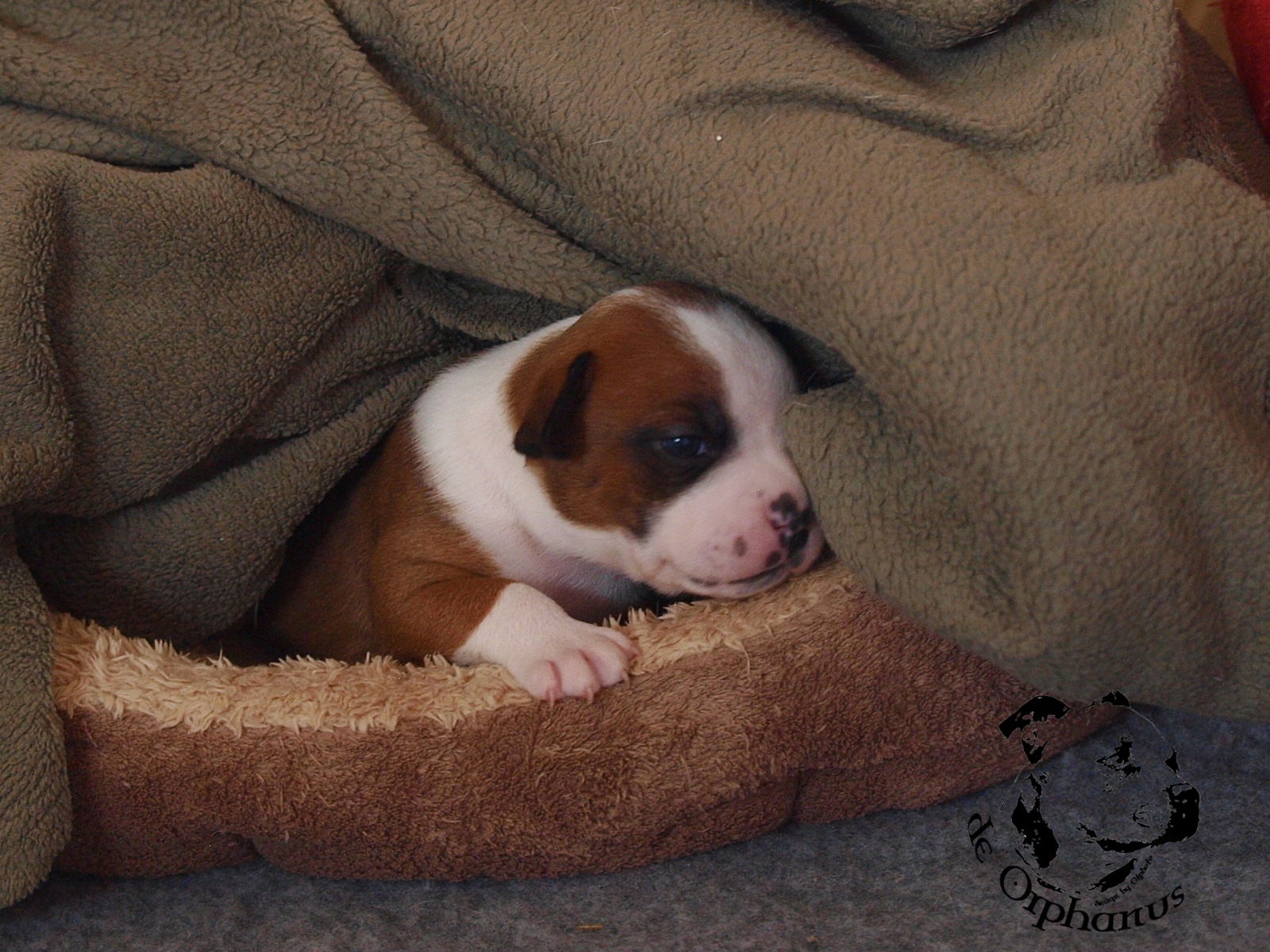 Staffordshire bull terrier vrh I