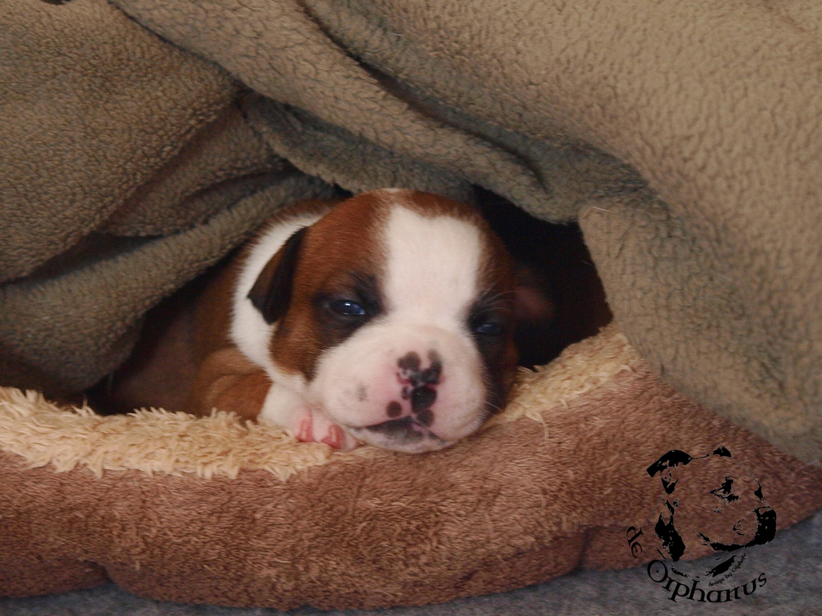 Staffordshire bull terrier vrh I