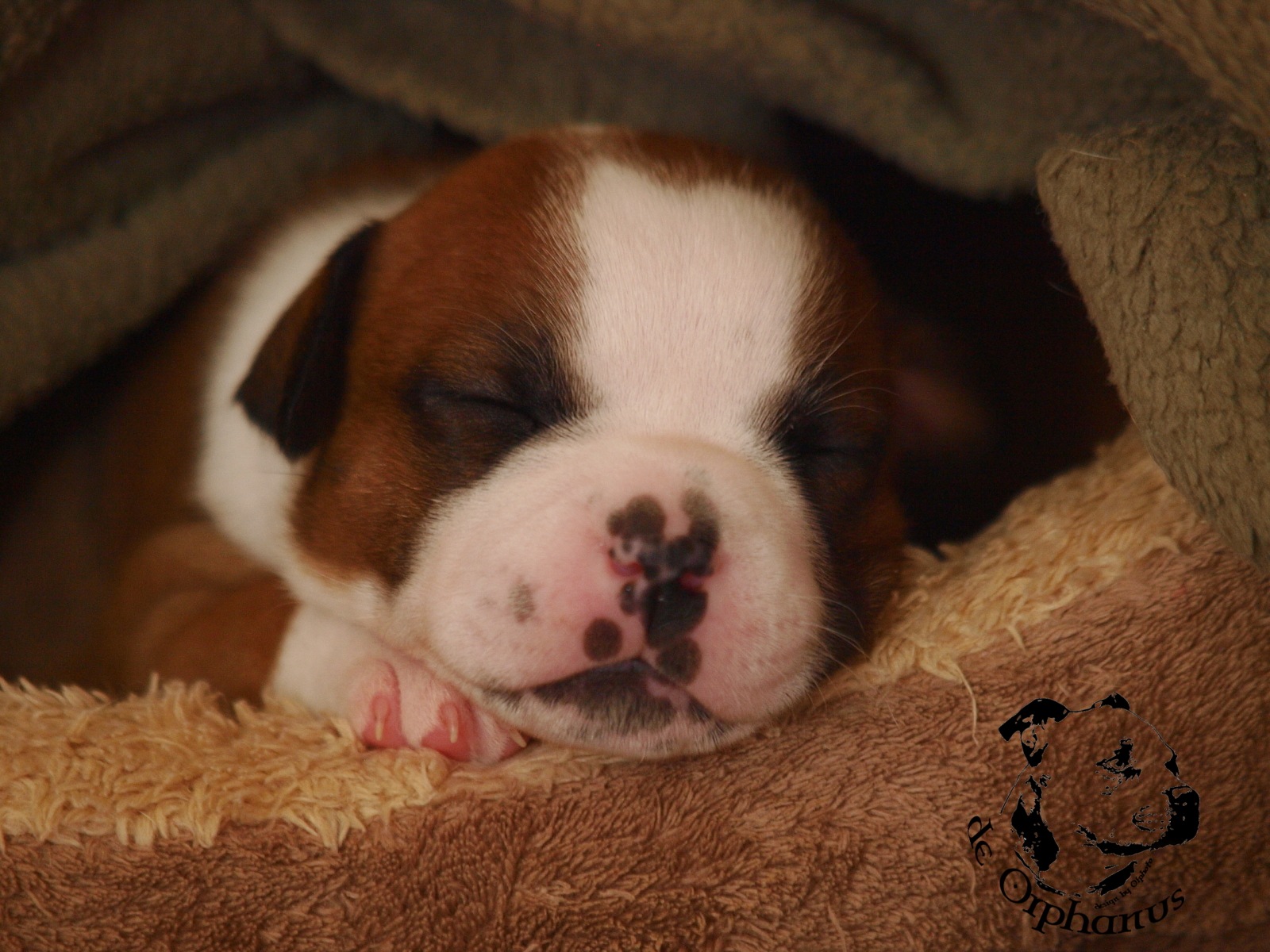 Staffordshire bull terrier vrh I