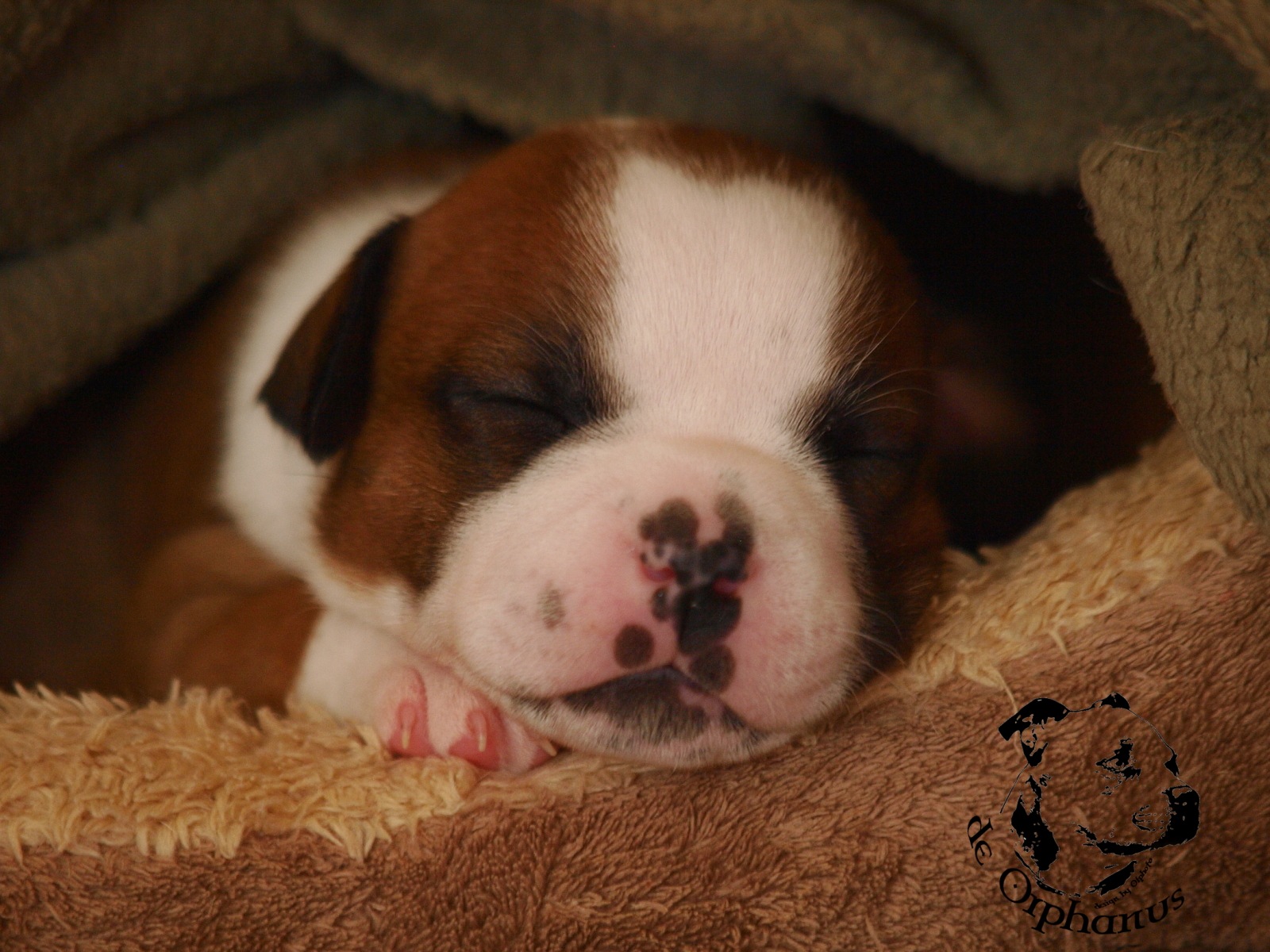 Staffordshire bull terrier vrh I