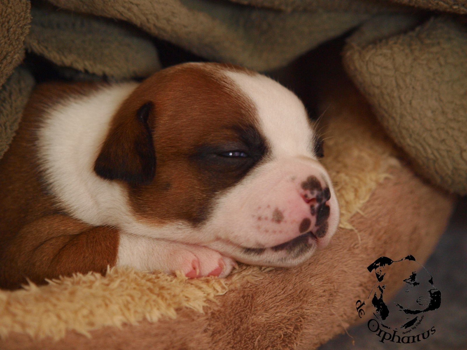 Staffordshire bull terier vrh I