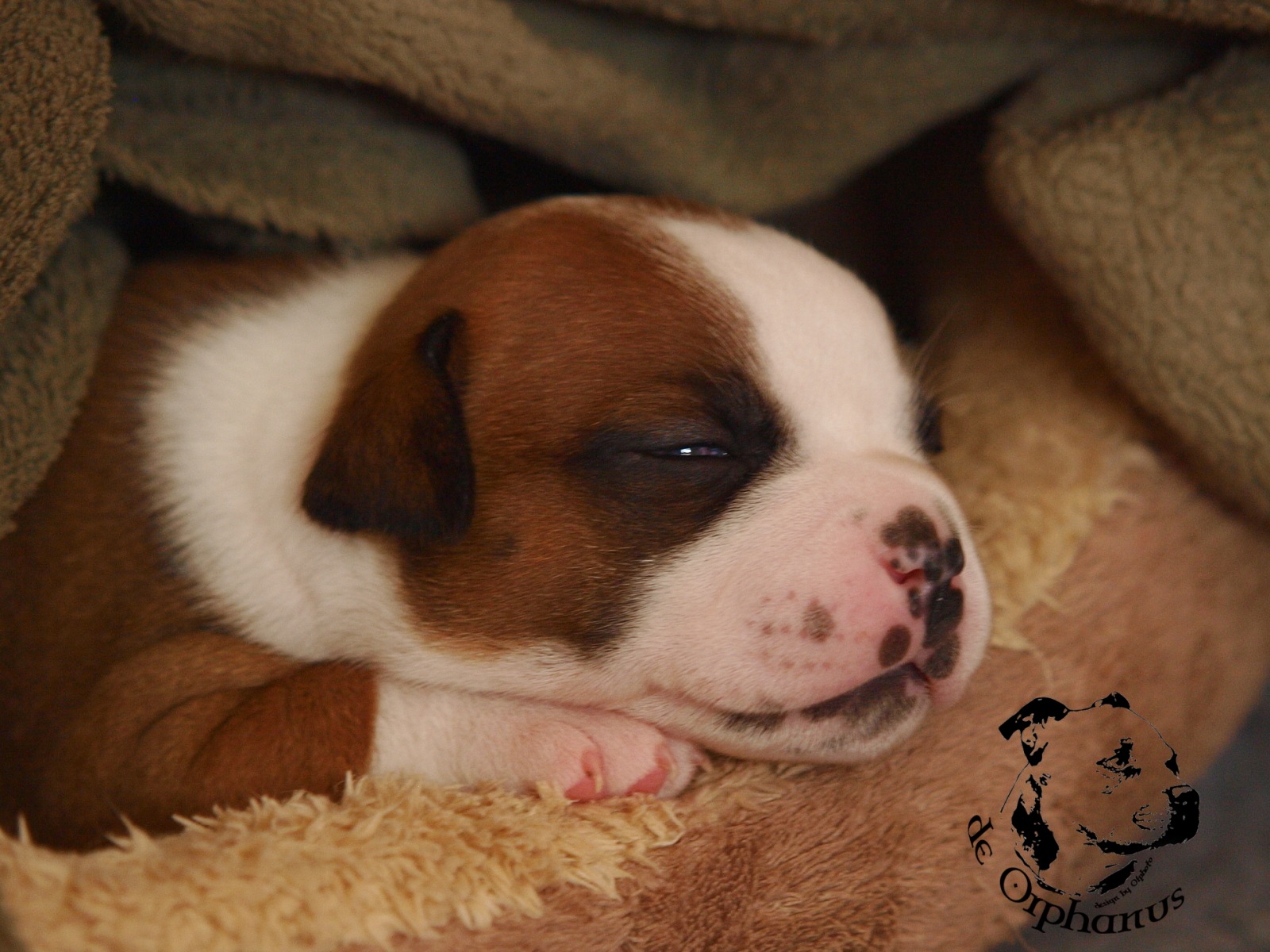 Staffordshire bull terier vrh I