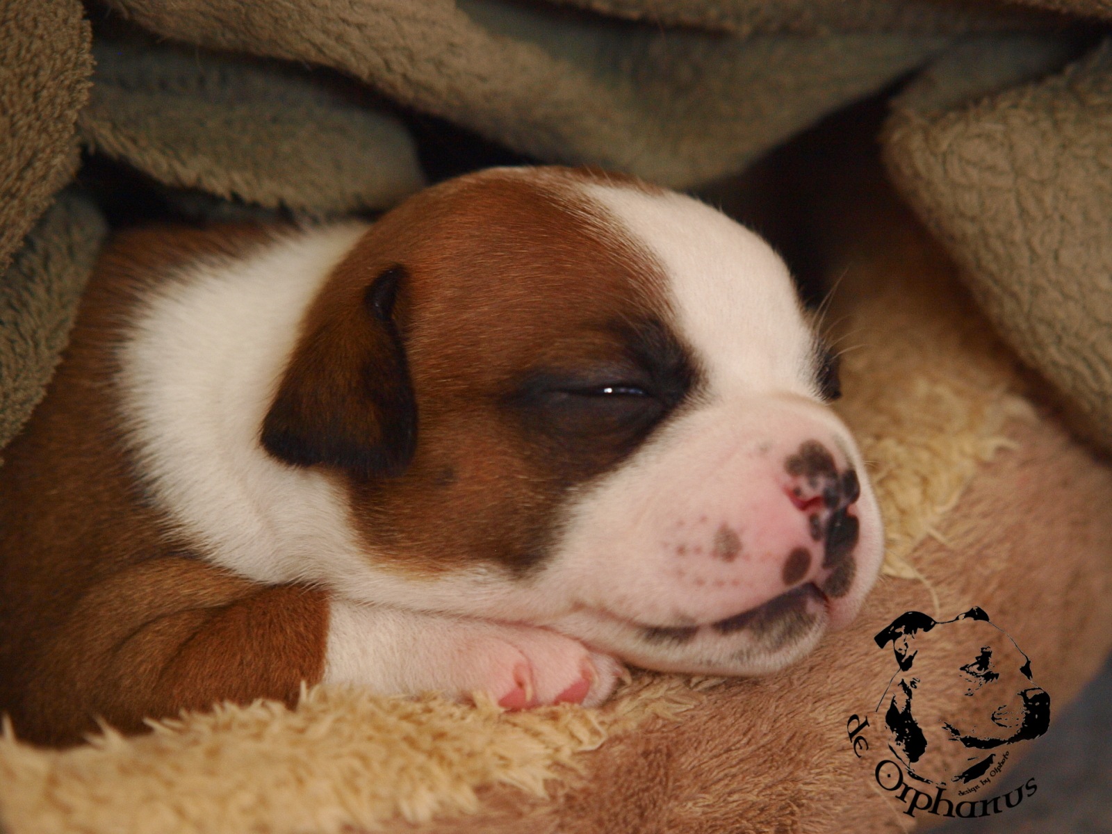 Staffordshire bull terier vrh I