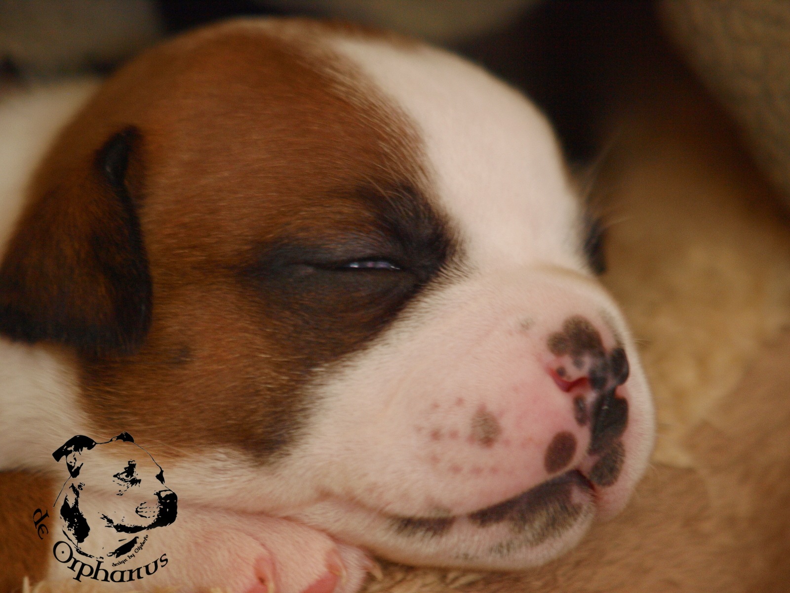 Staffordshire bull terier vrh I