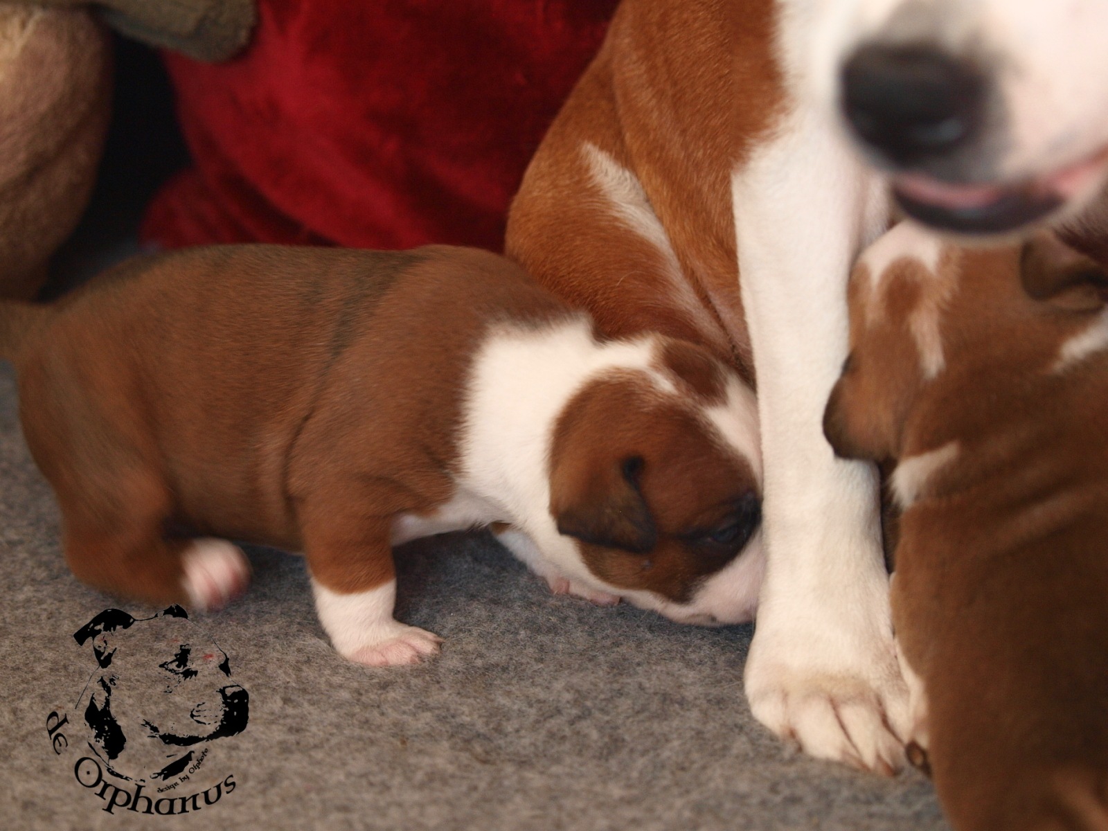 Staffordshire bull terier vrh I