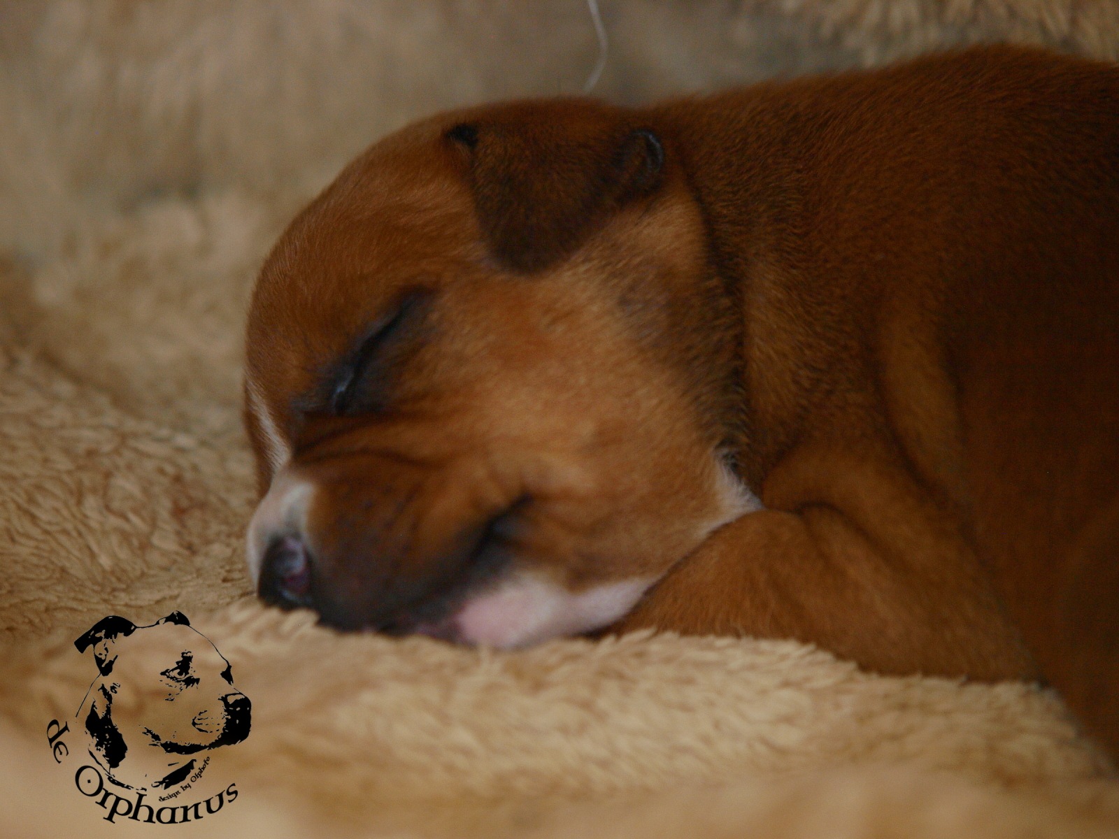 Staffordshire bull terier vrh I