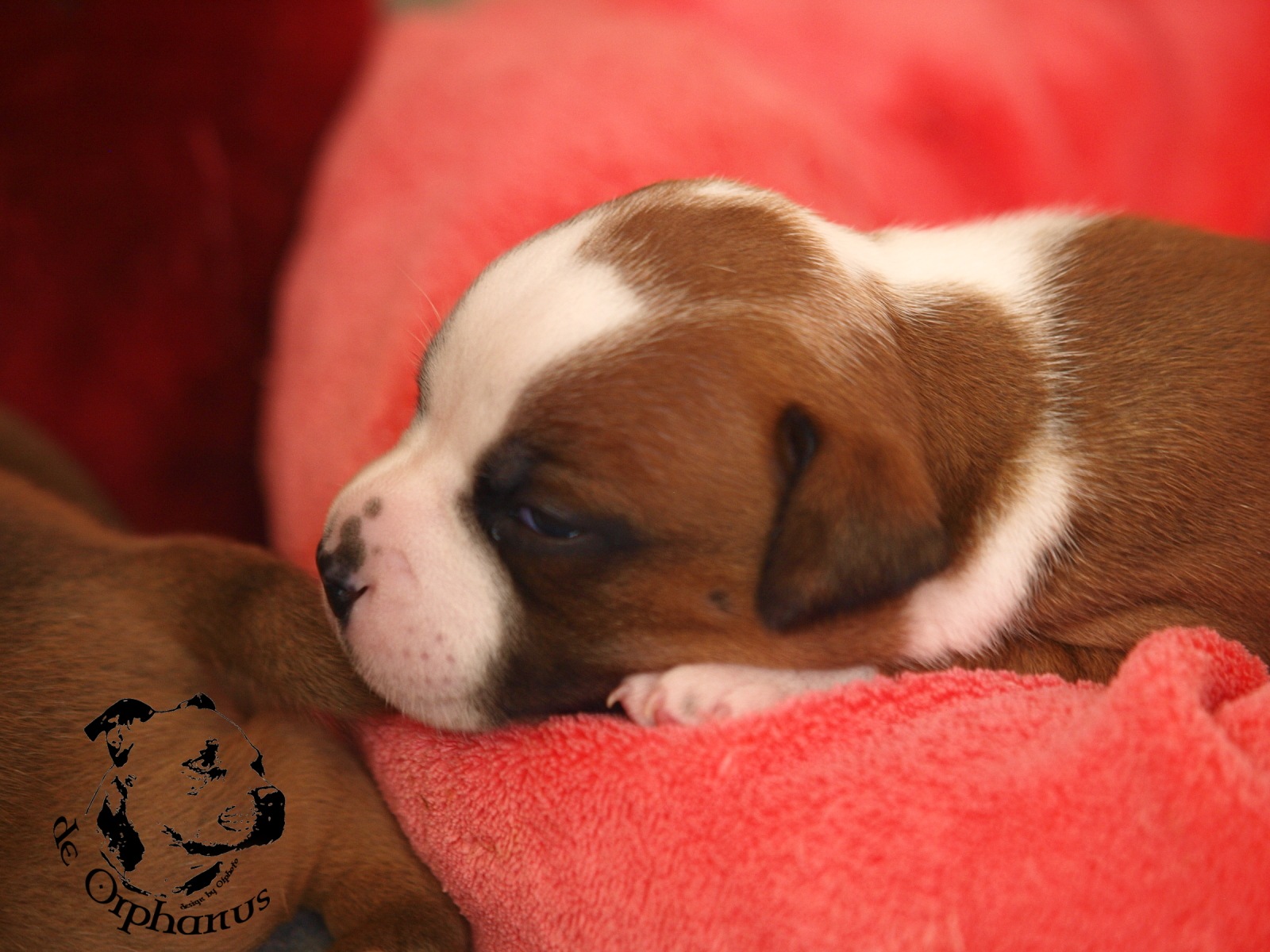 Staffordshire bull terier vrh I