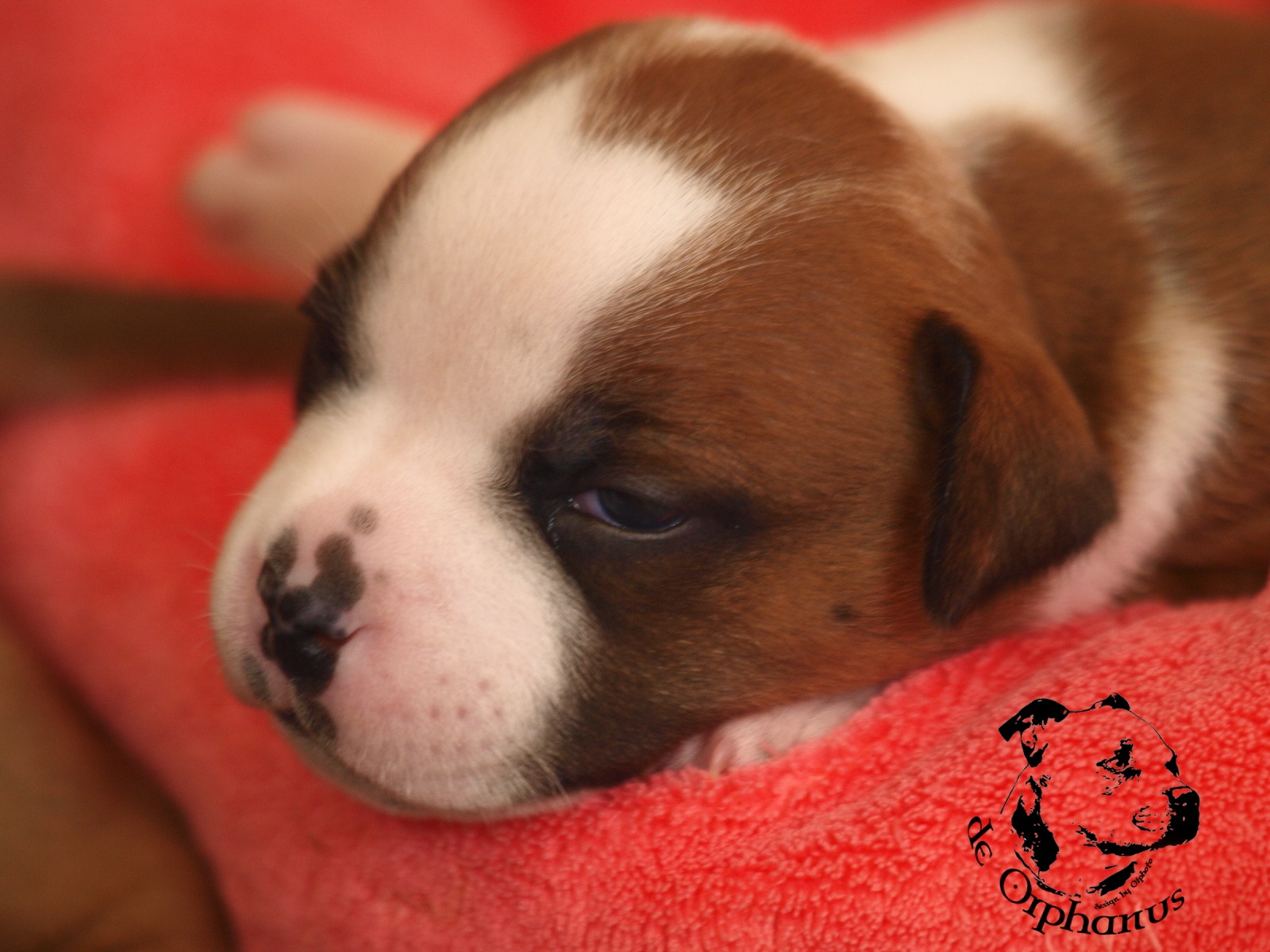 Staffordshire bull terier vrh I