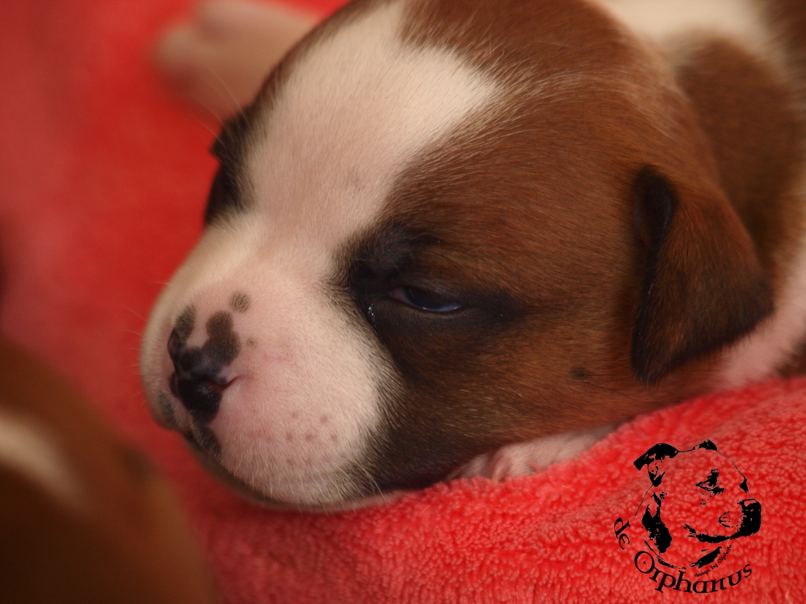 Staffordshire bull terier vrh I