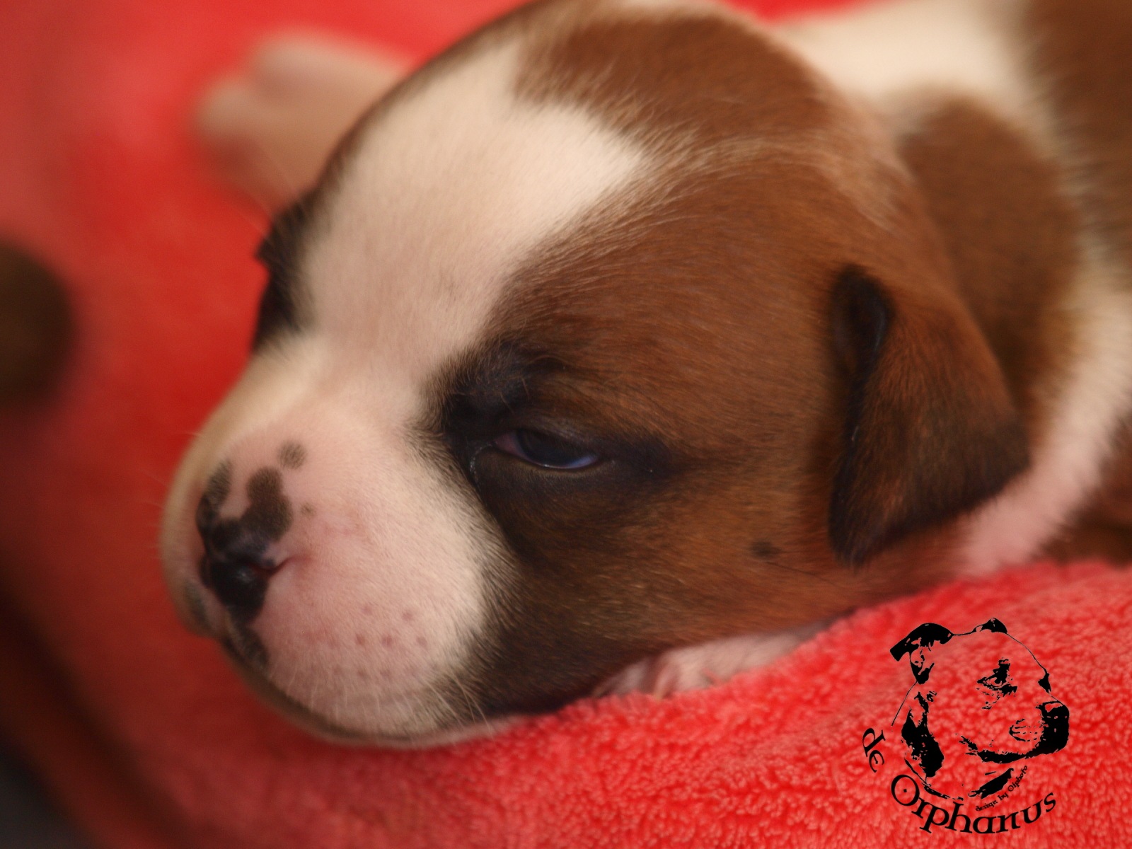Staffordshire bull terier vrh I