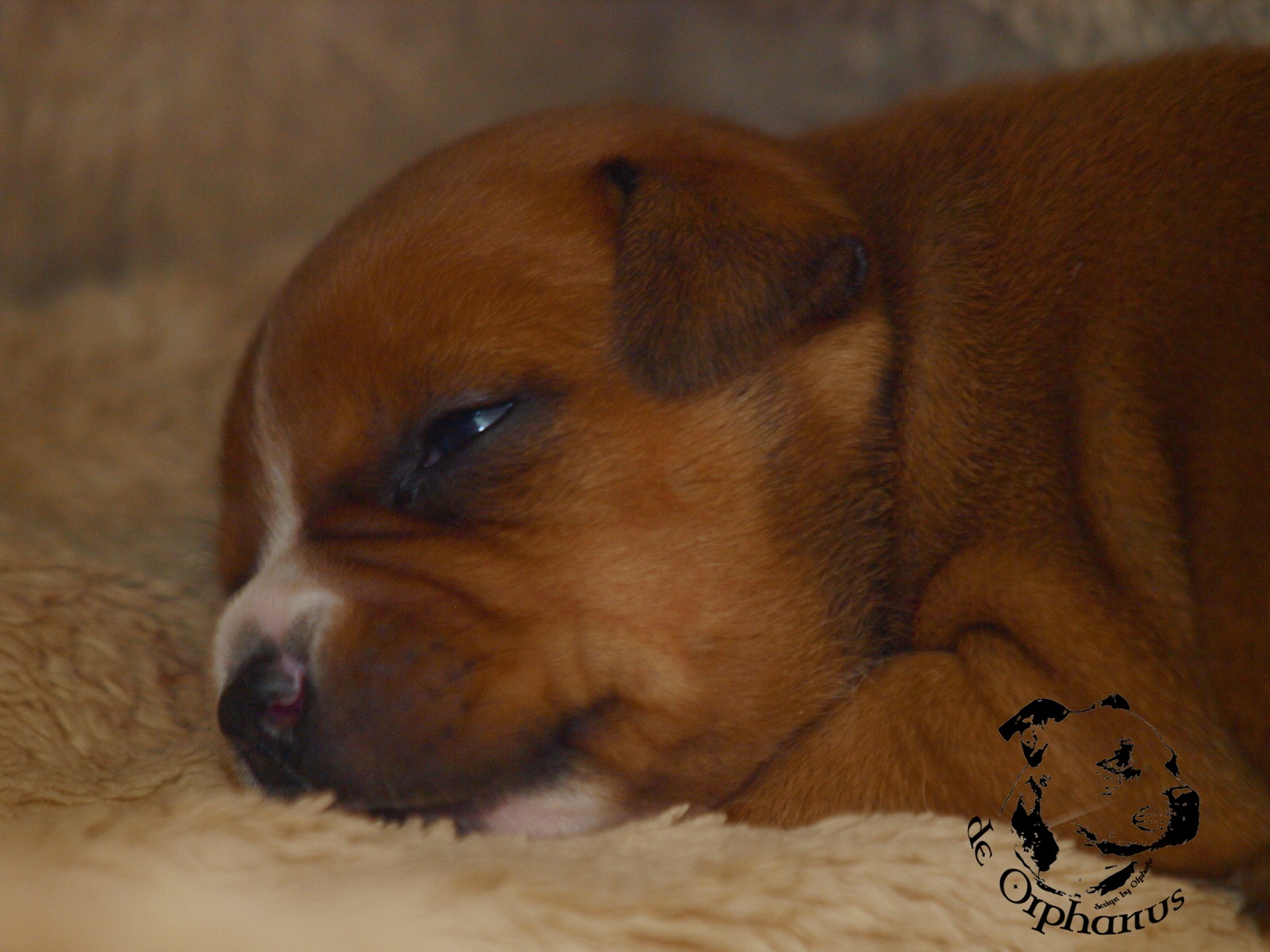 Staffordshire bull terier vrh I