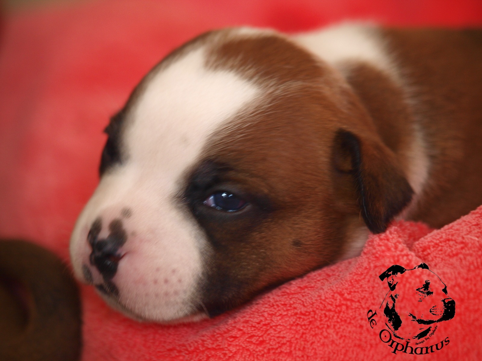 Staffordshire bull terier vrh I