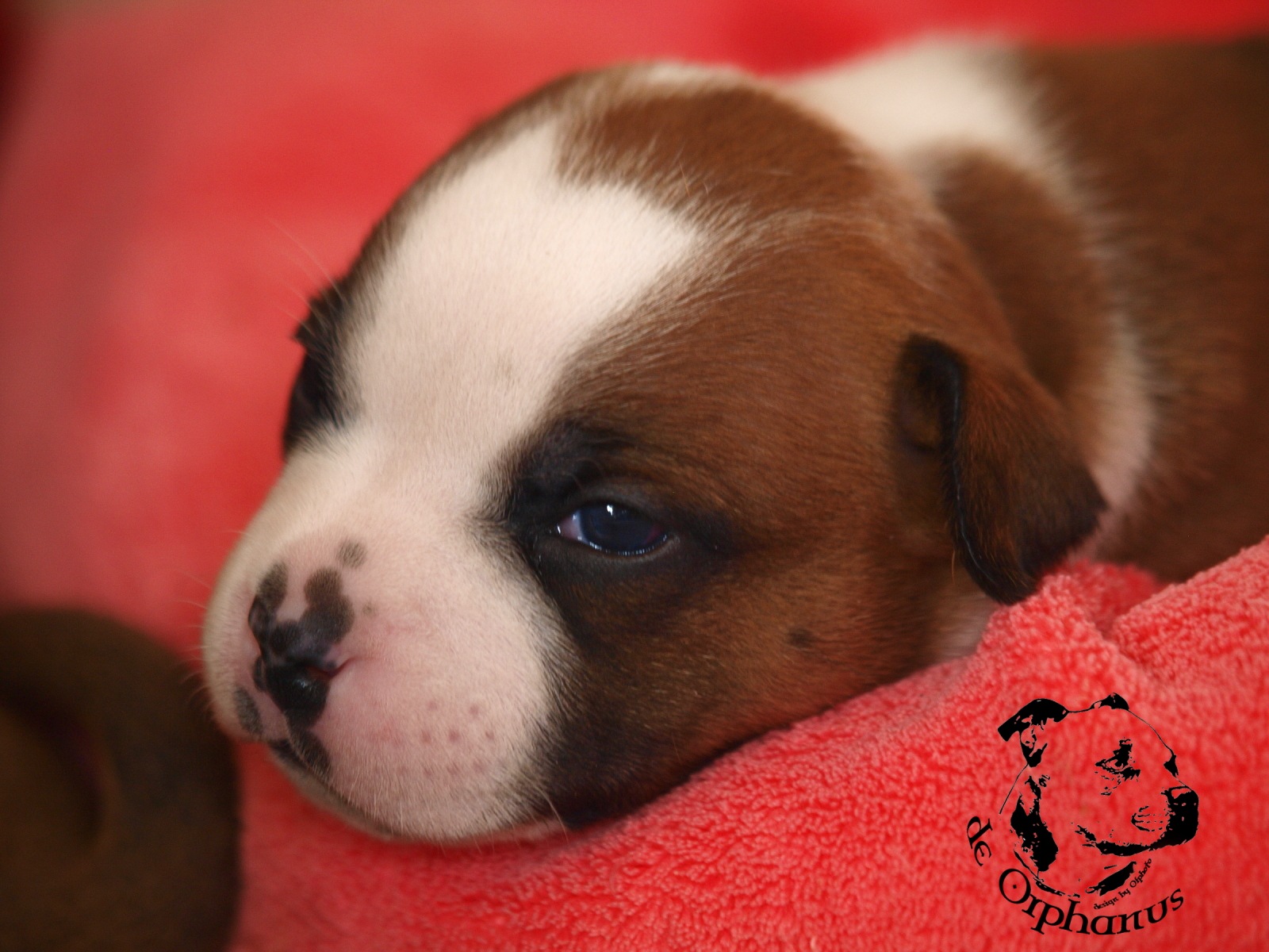 Staffordshire bull terier vrh I