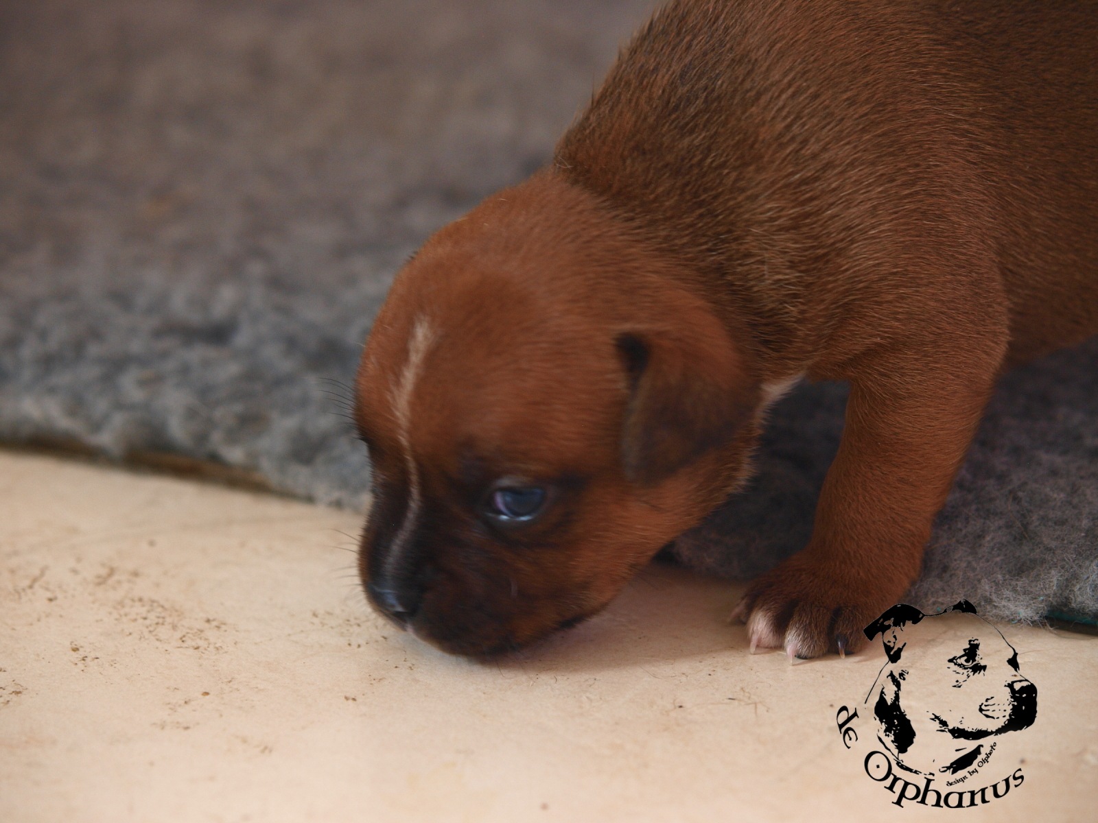 Staffordshire bull terier vrh I
