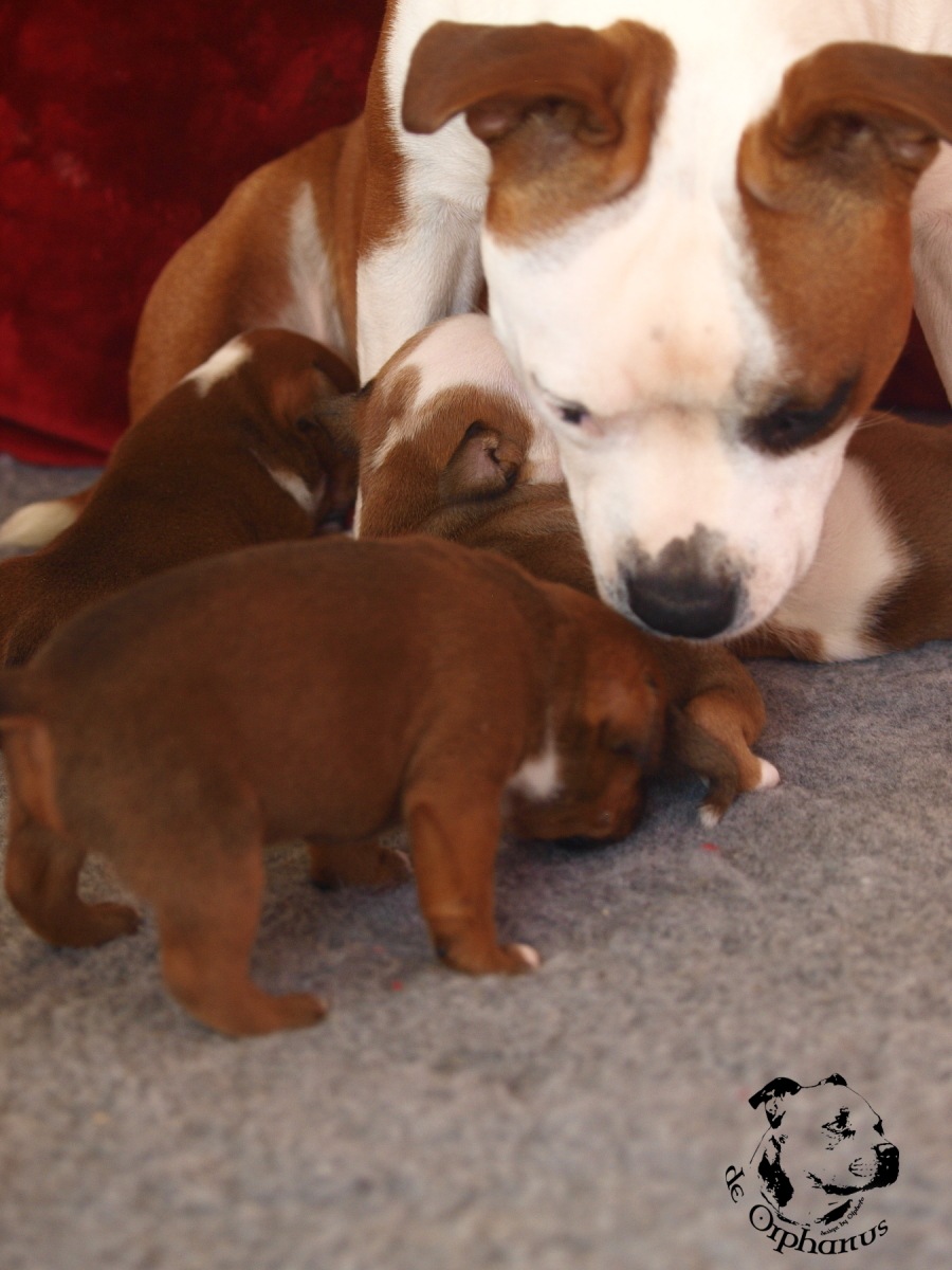 Staffordshire bull terier vrh I