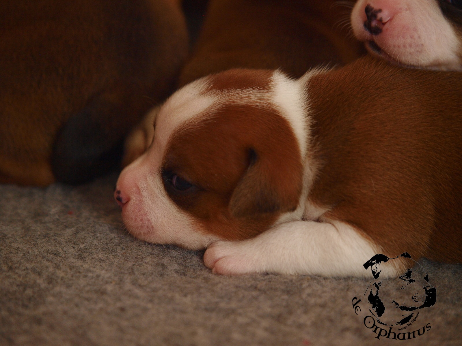 Staffordshire bull terier vrh I