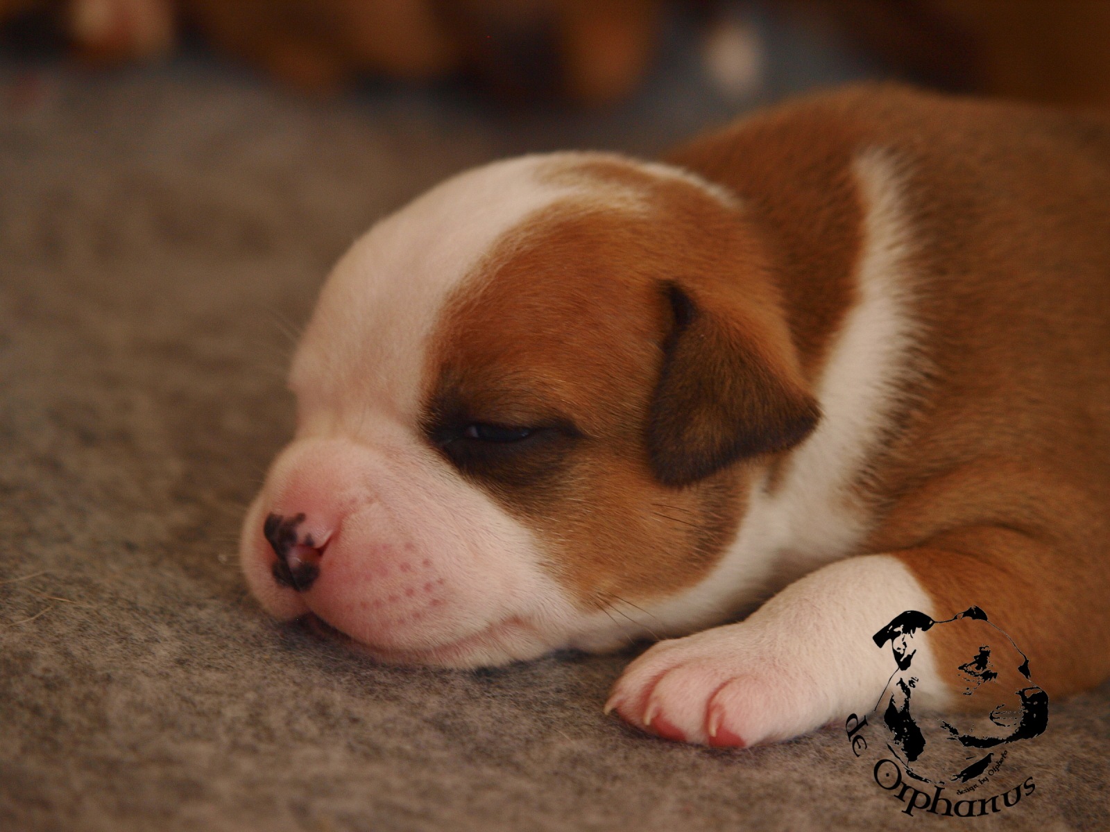 Staffordshire bull terier vrh I