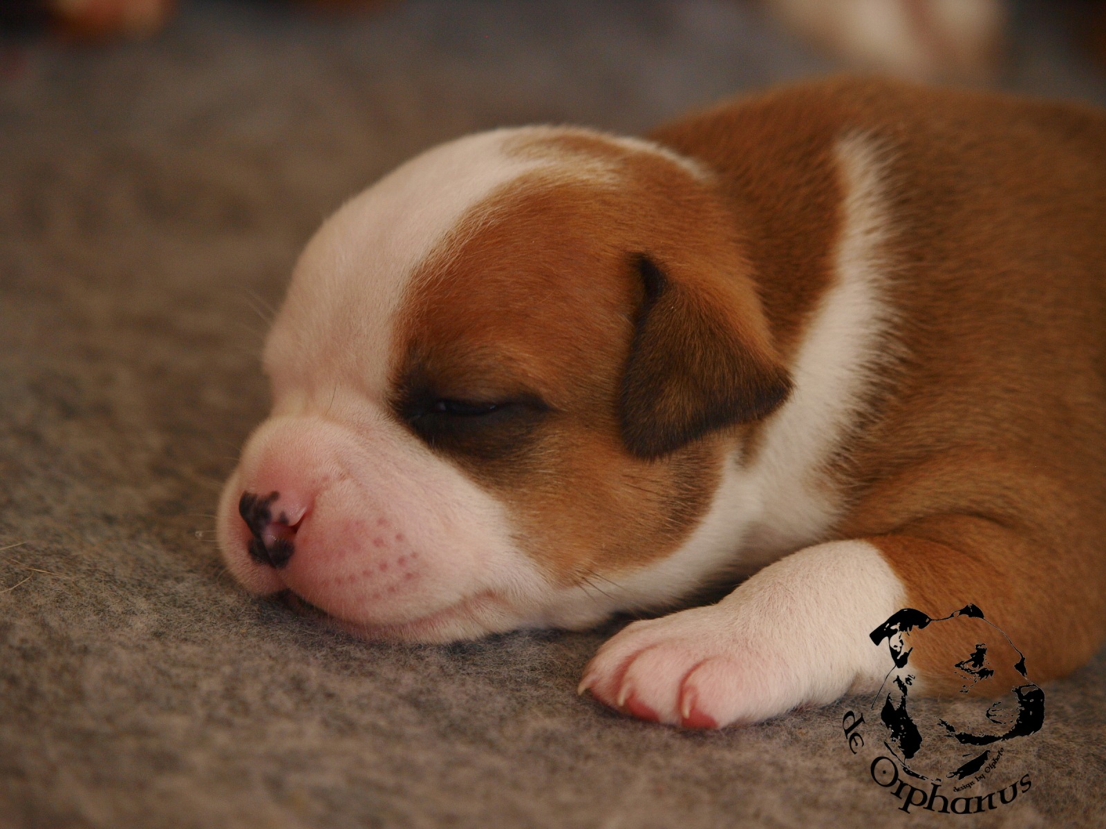 Staffordshire bull terier vrh I