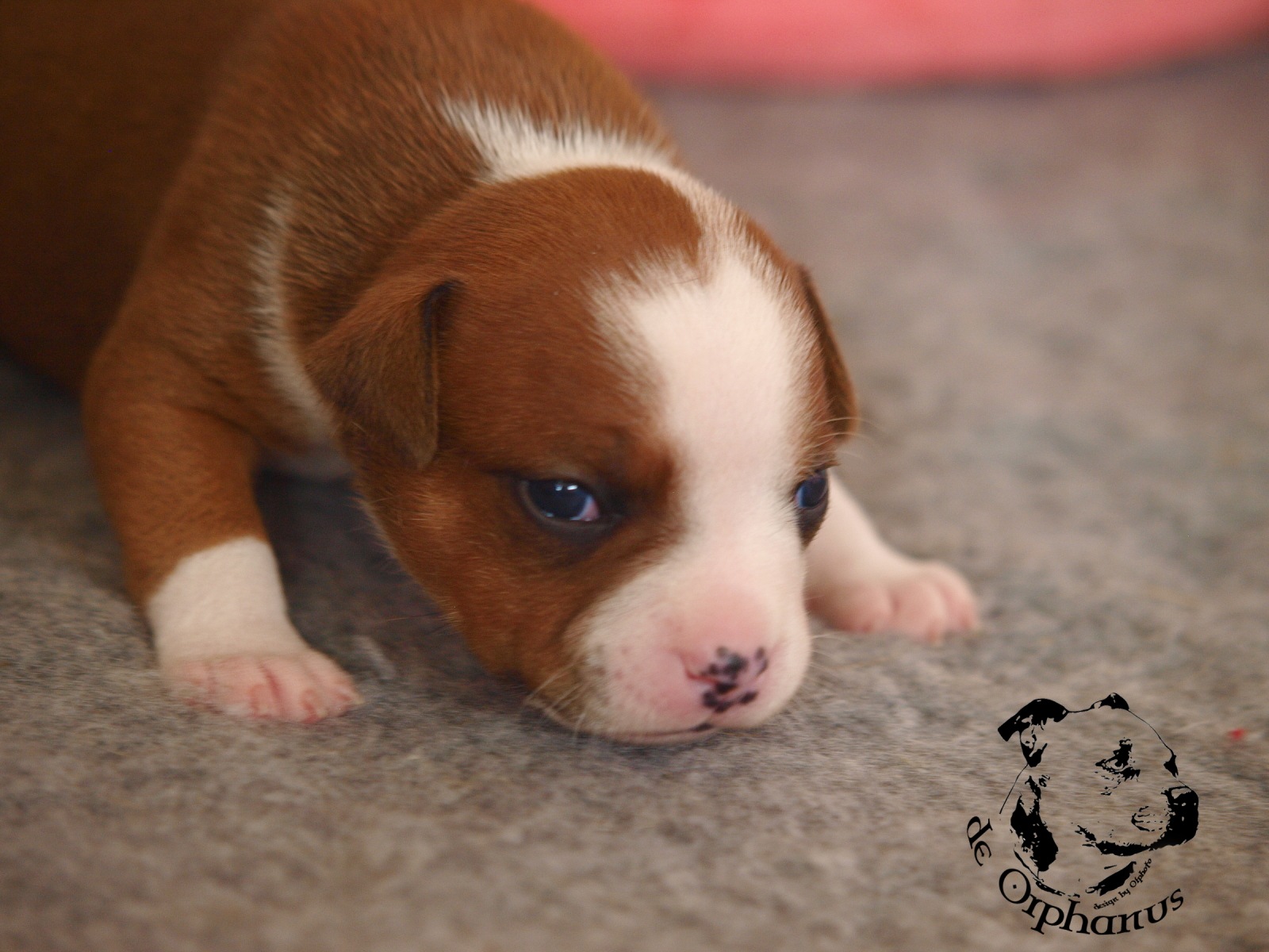 Staffordshire bull terier vrh I