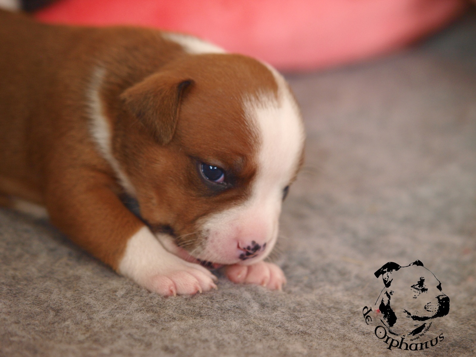 Staffordshire bull terier vrh I