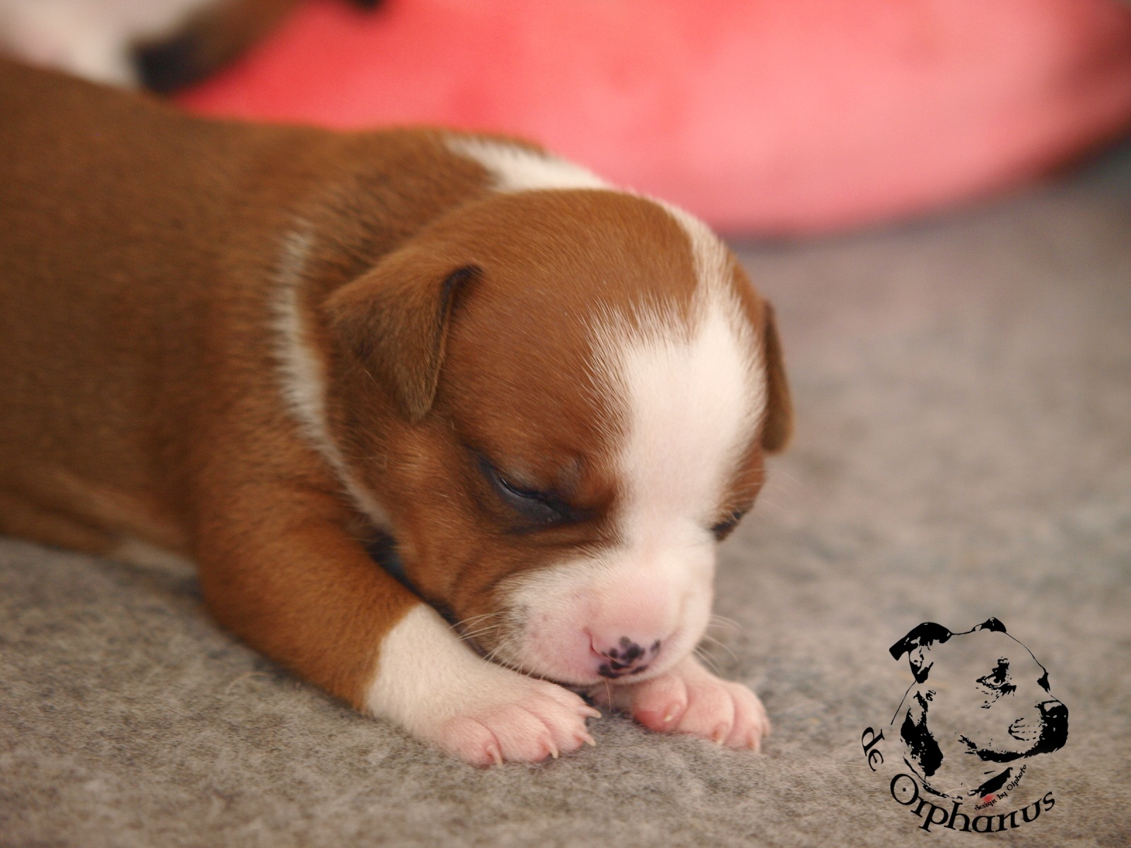 Staffordshire bull terier vrh I
