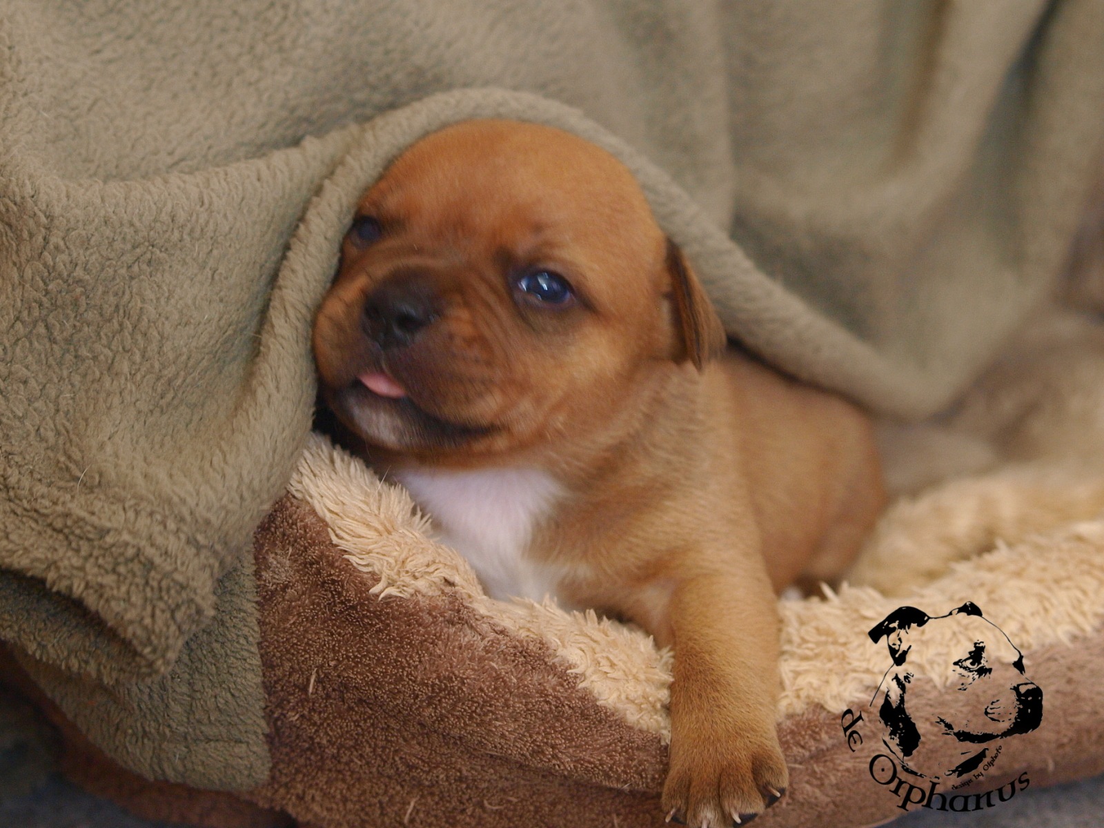 Staffordshire bull terier vrh I