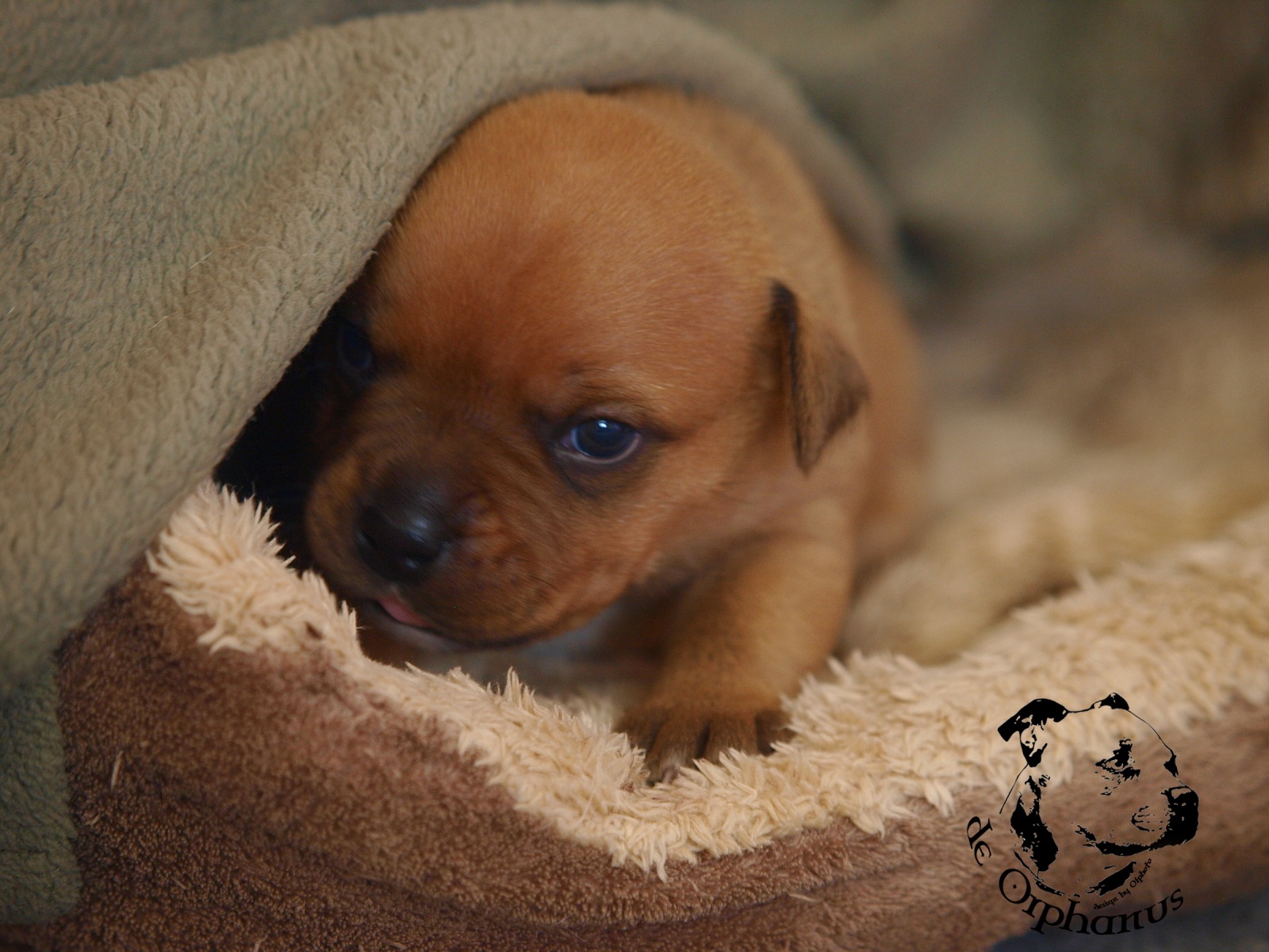Staffordshire bull terier vrh I