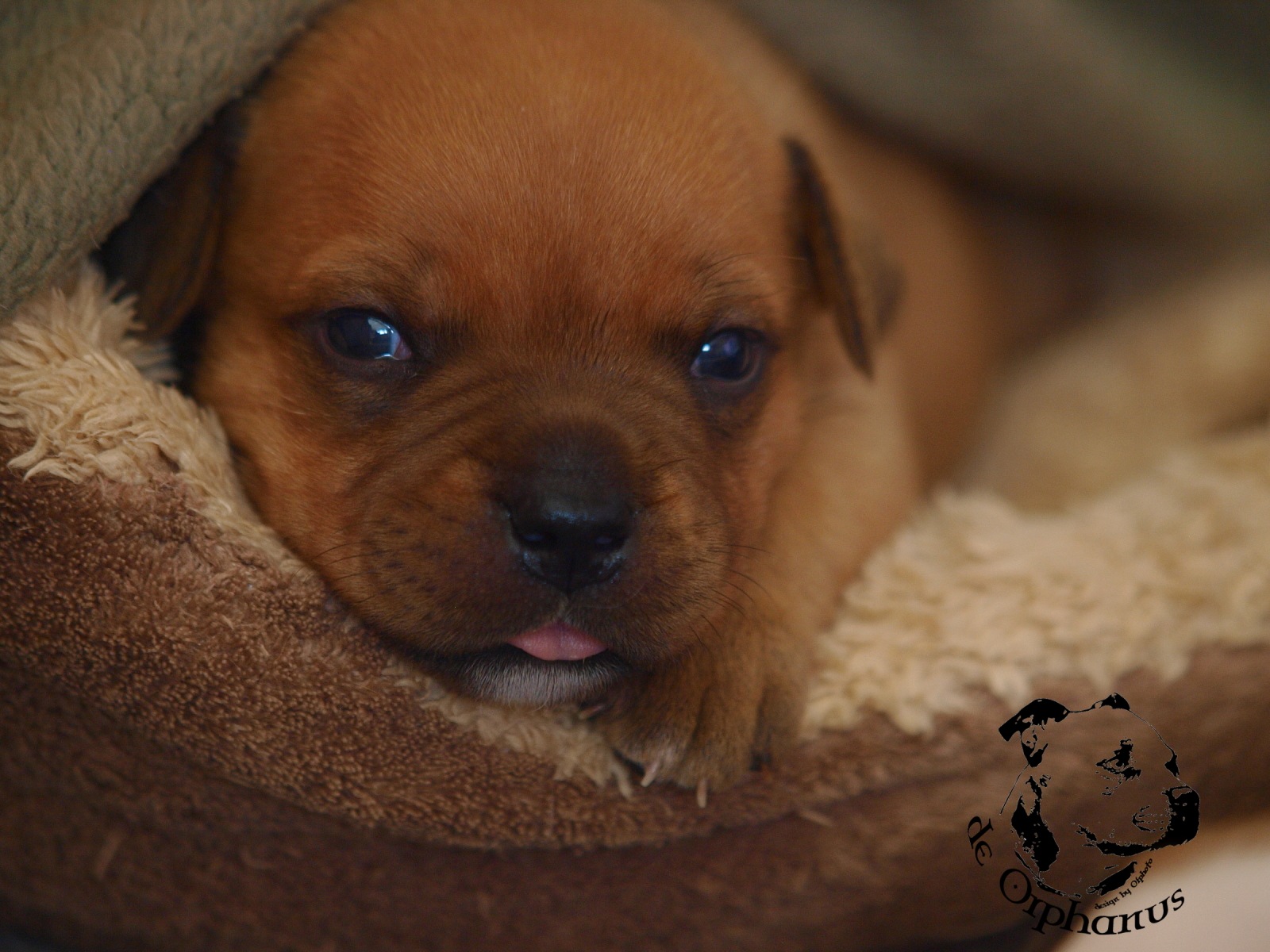Staffordshire bull terier vrh I