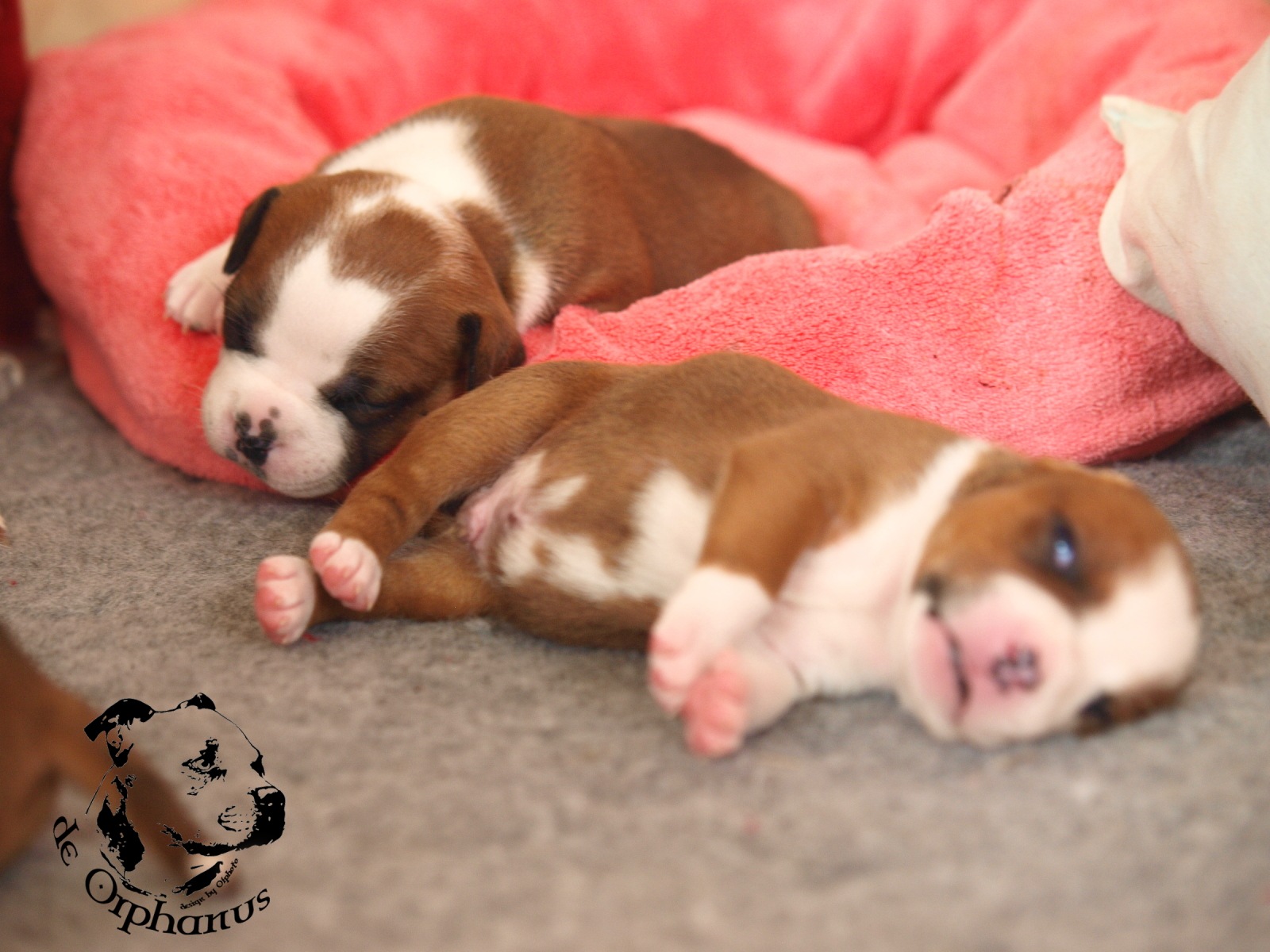 Staffordshire bull terier vrh I