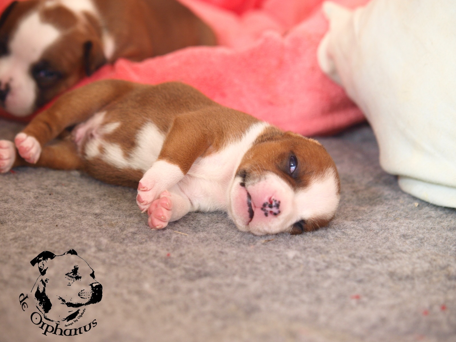 Staffordshire bull terier vrh I