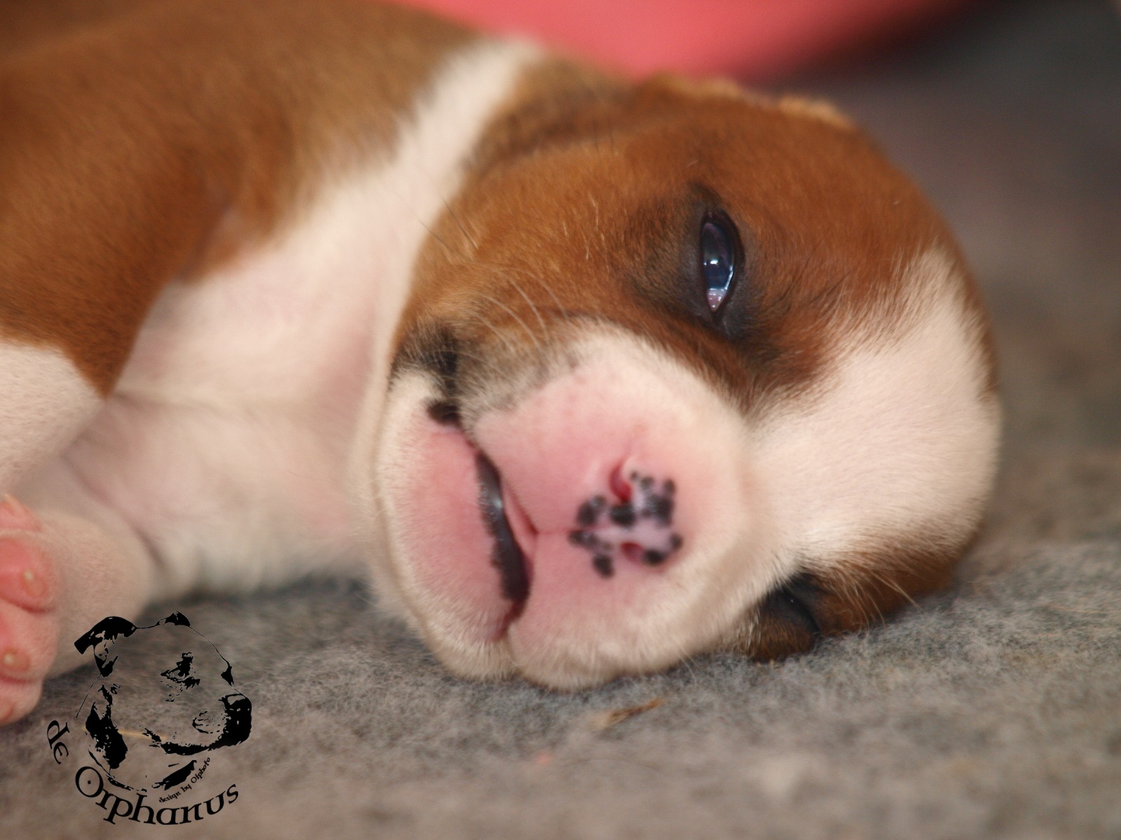 Staffordshire bull terier vrh I