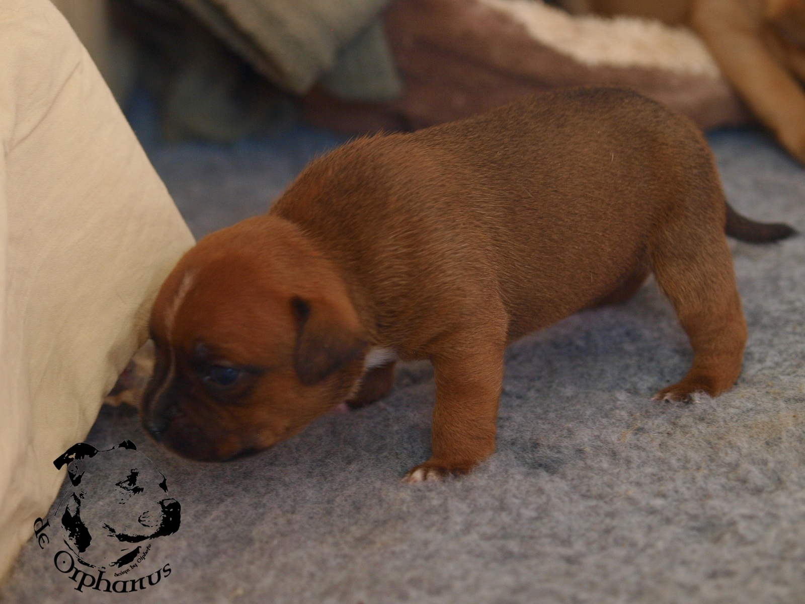 Staffordshire bull terier vrh I