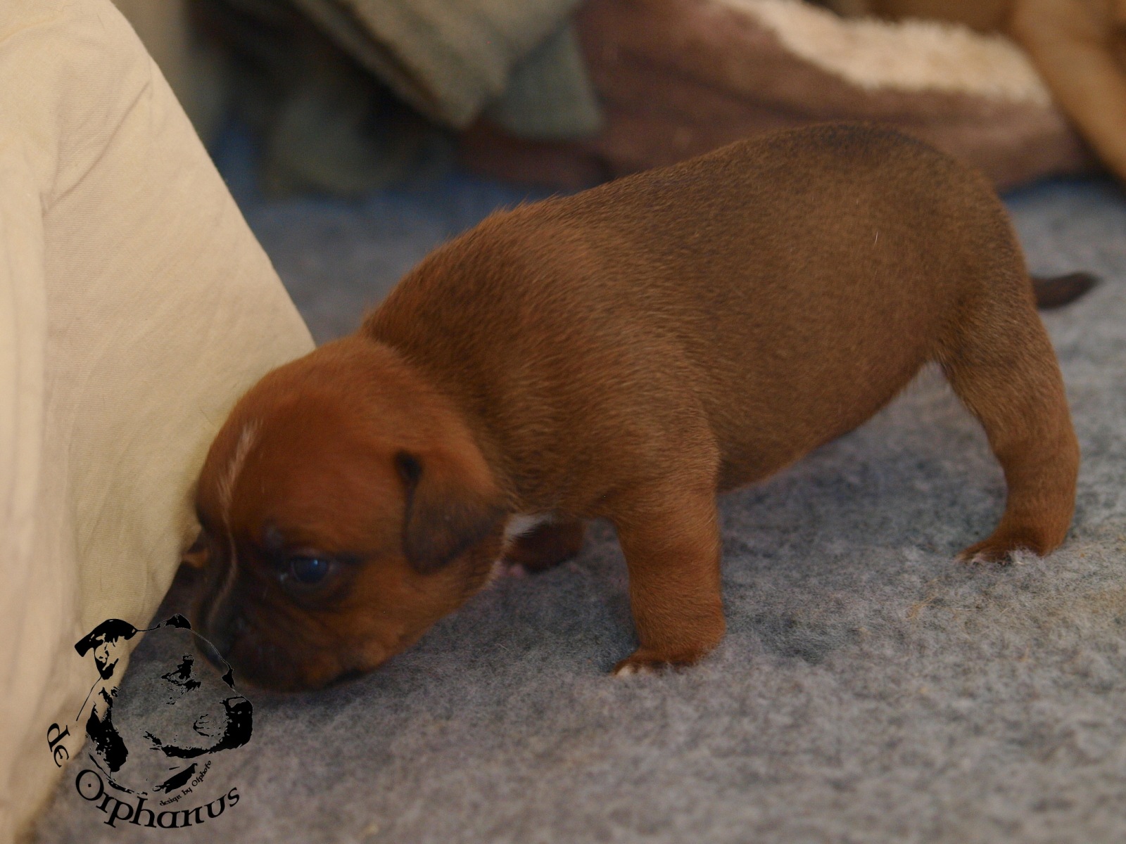 Staffordshire bull terier vrh I
