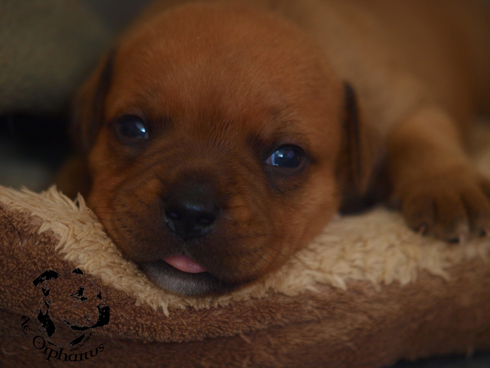 Staffordshire bull terier vrh I