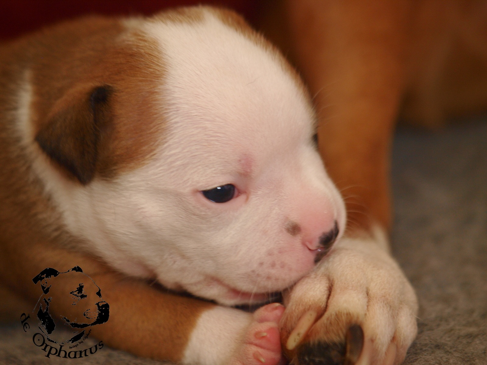 Staffordshire bull terier vrh I