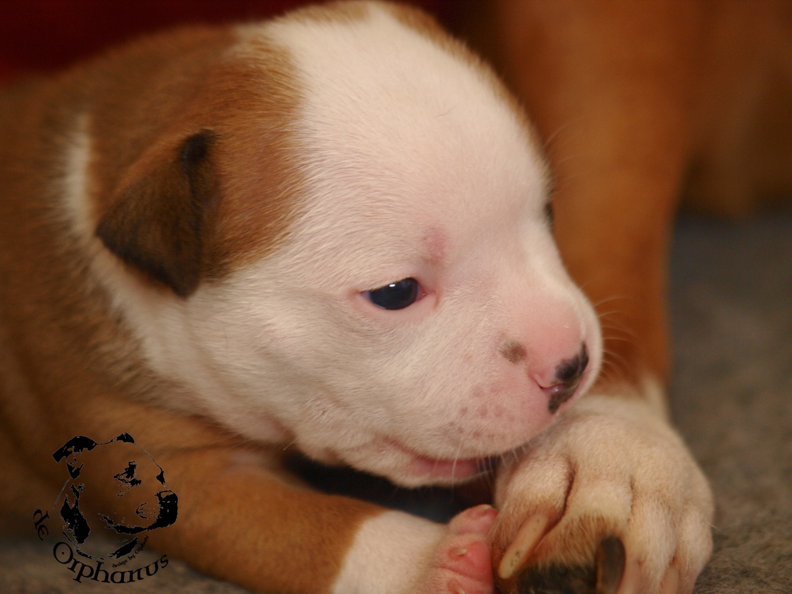 Staffordshire bull terier vrh I