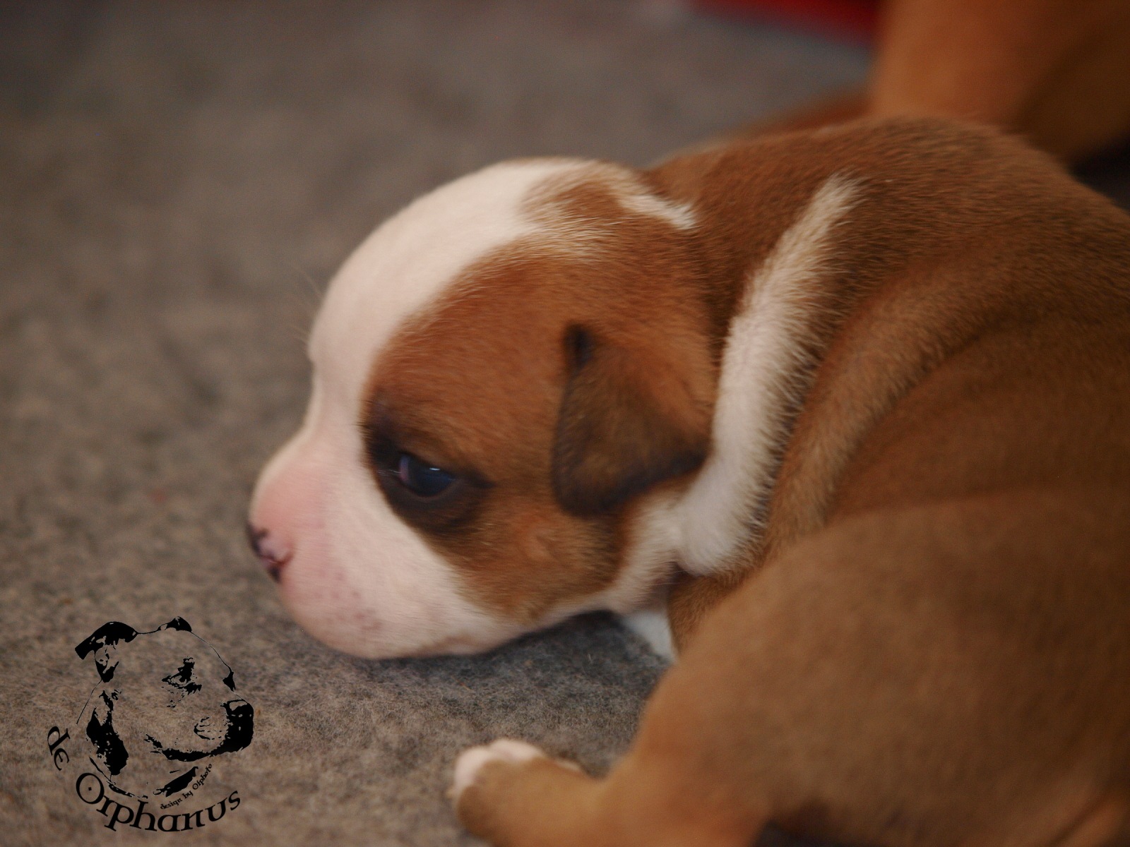 Staffordshire bull terier vrh I
