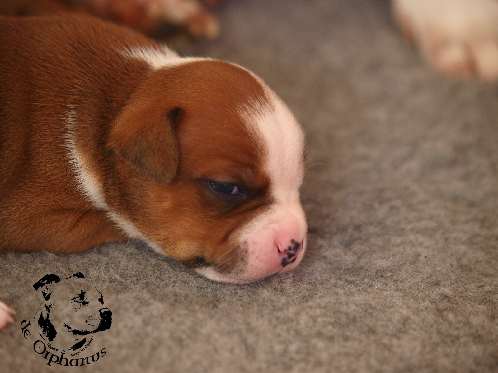 Staffordshire bull terier vrh I