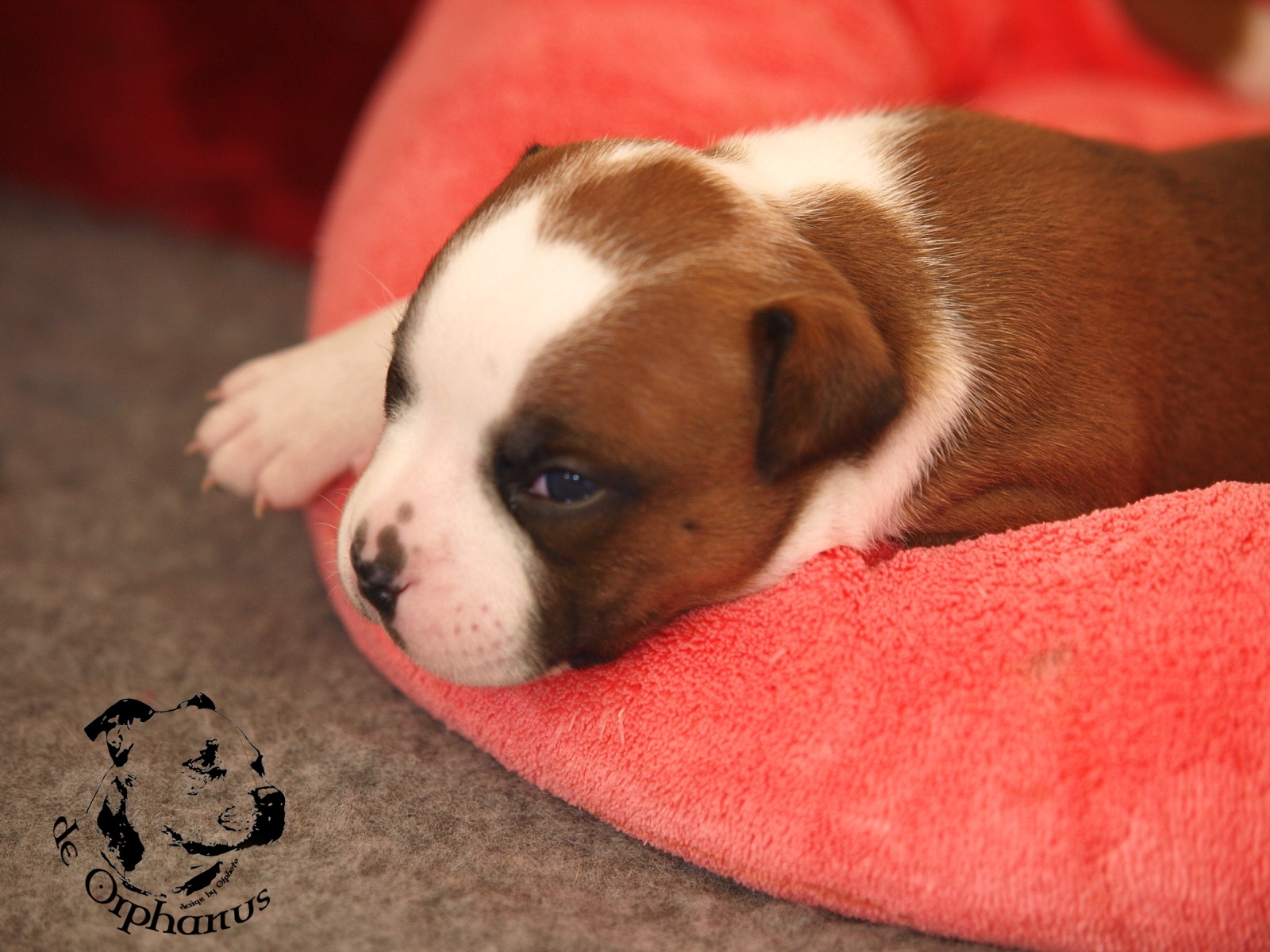 Staffordshire bull terier vrh I