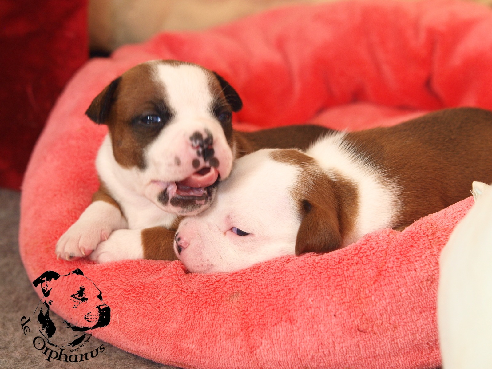 Staffordshire bull terier vrh I