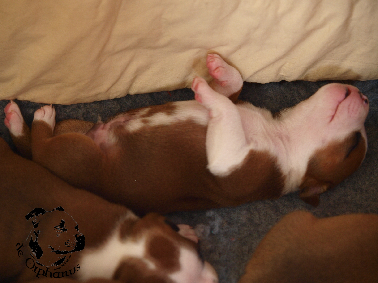 Staffordshire bull terier vrh I