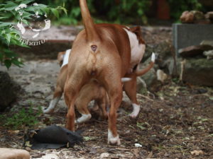staffordshire bull terrier – litter J