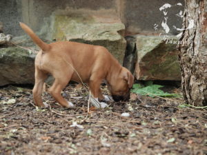 staffordshire bull terrier – litter J