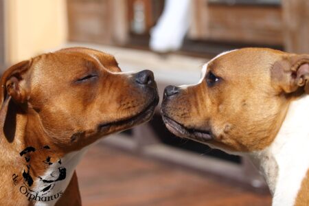 Staffordshire bull terrier gallery